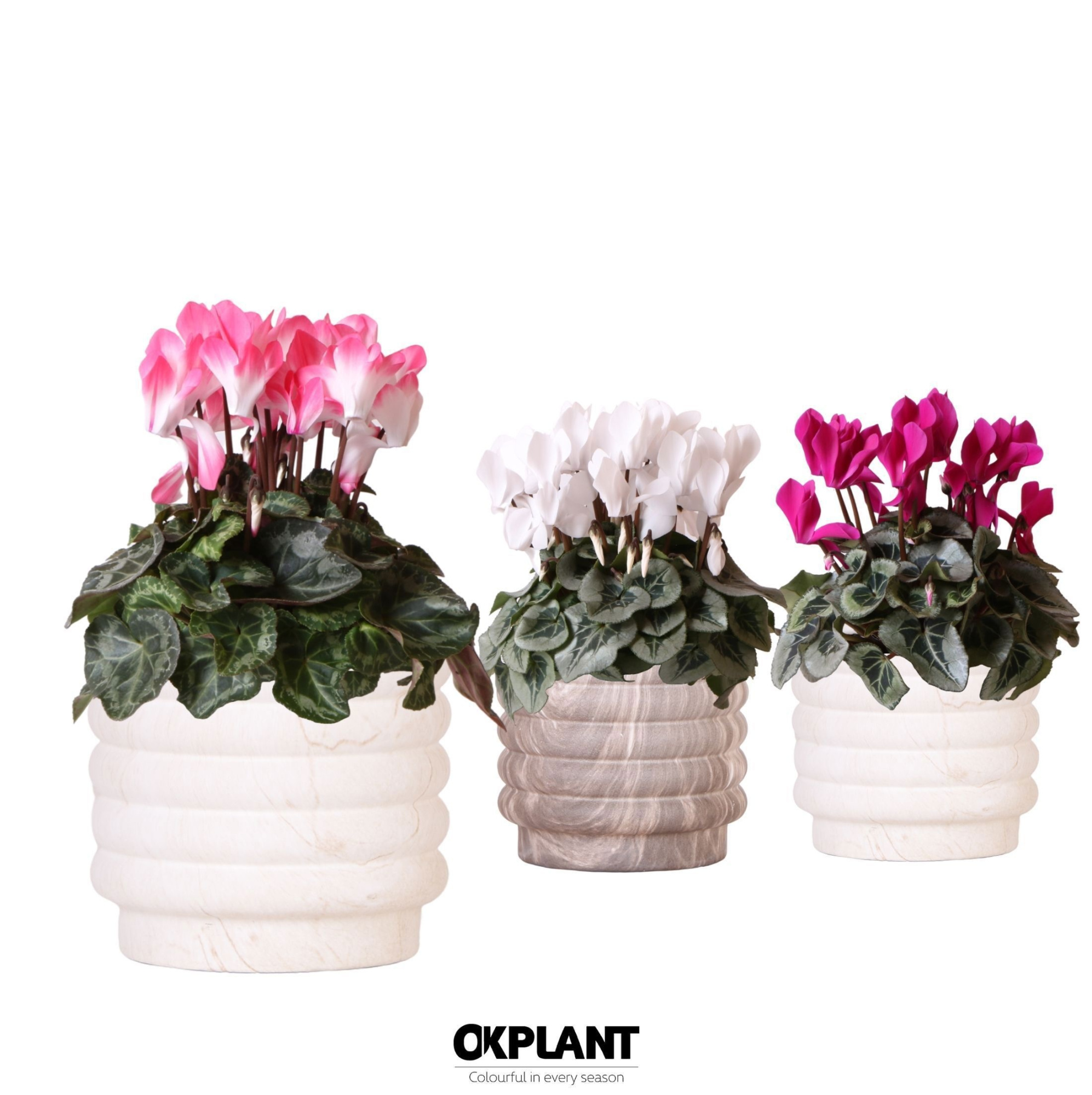Cyclamen mix in Marble pot mix, D 12 cm