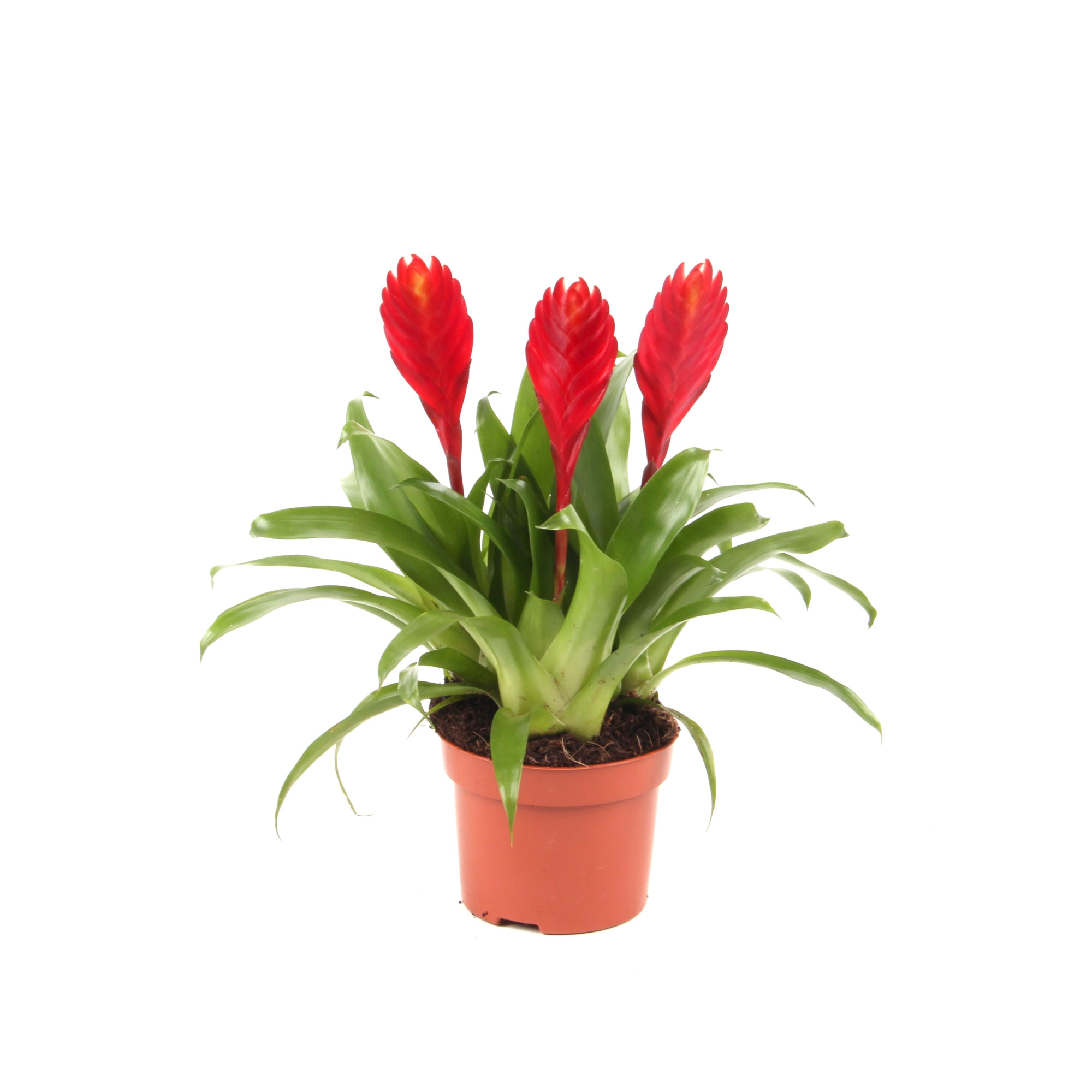 Toef Vriesea Christiana, D 10,5 cm