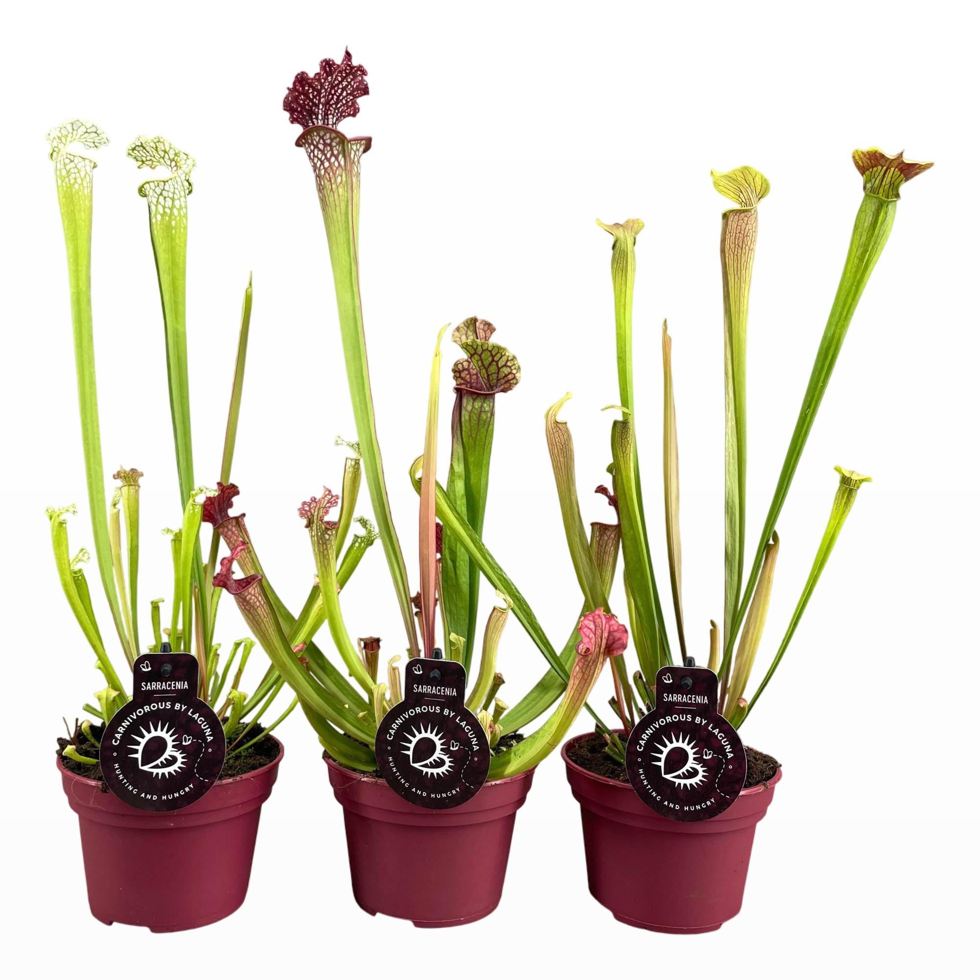 Sarracenia mix 3 hoge soorten 12 cm, D 12 cm