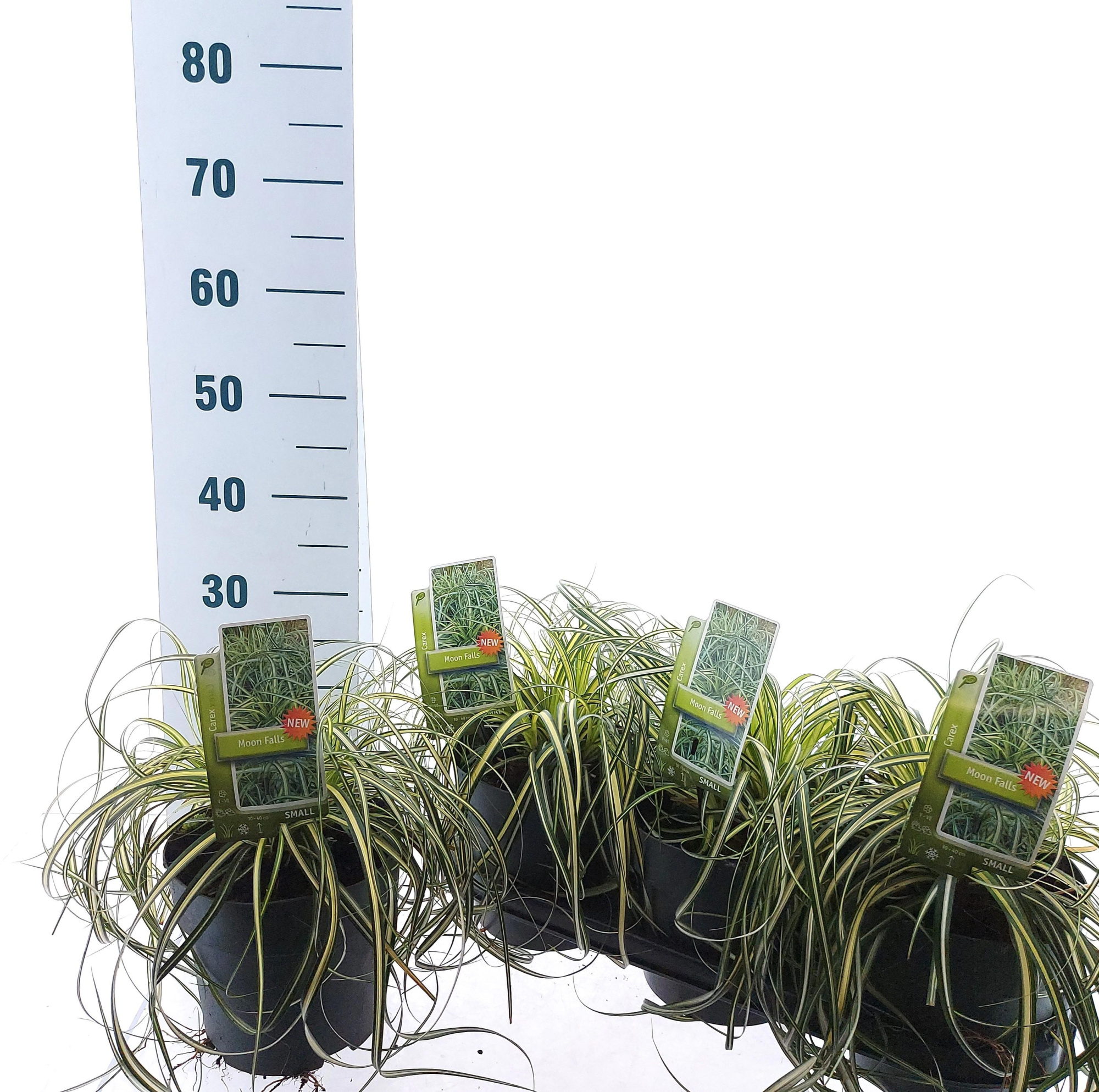 Carex 'Moon Falls' ('Et Crx 904'PBR), D 19 cm