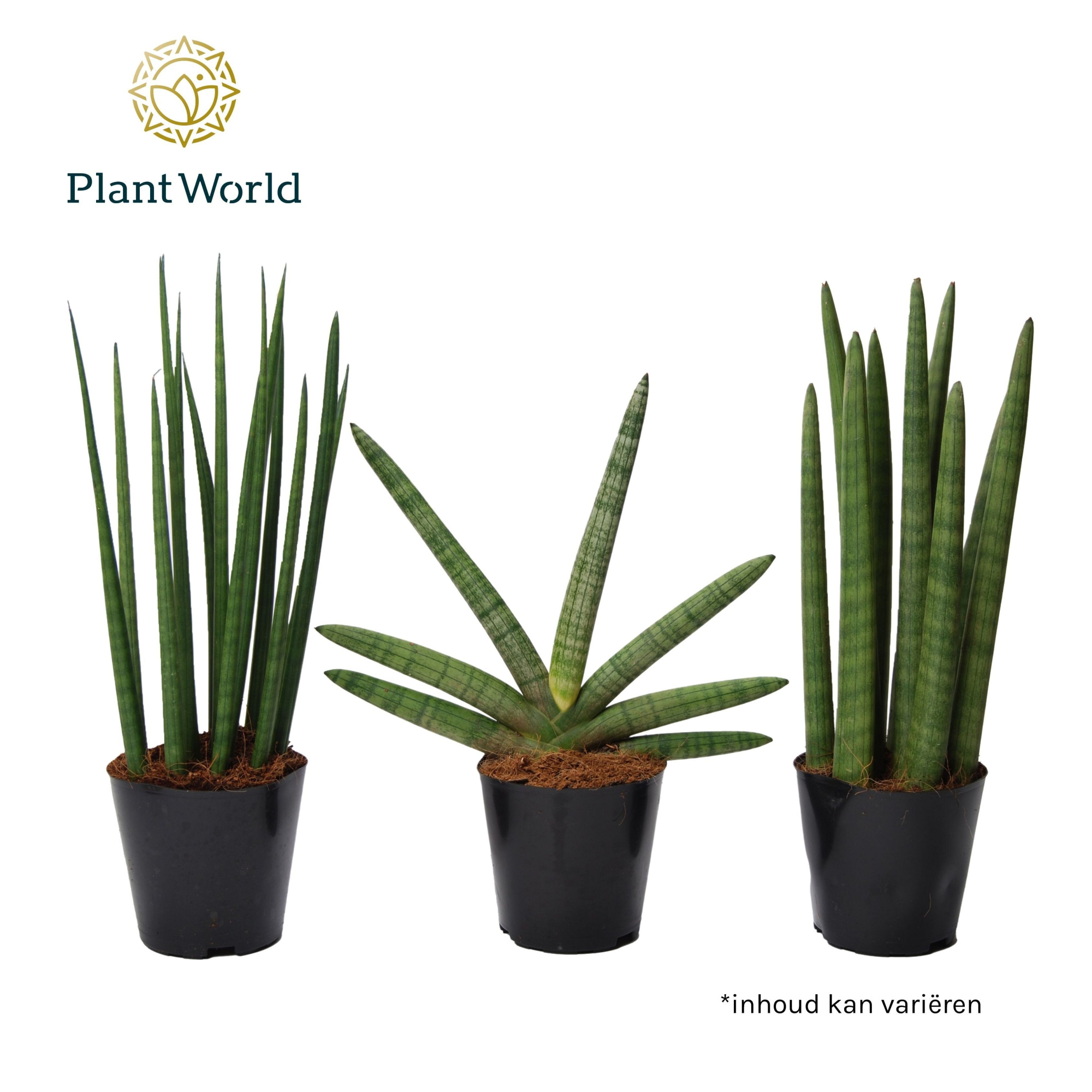 Sansevieria mix: Mikado-Skyline-Spaghetti, D 12 cm