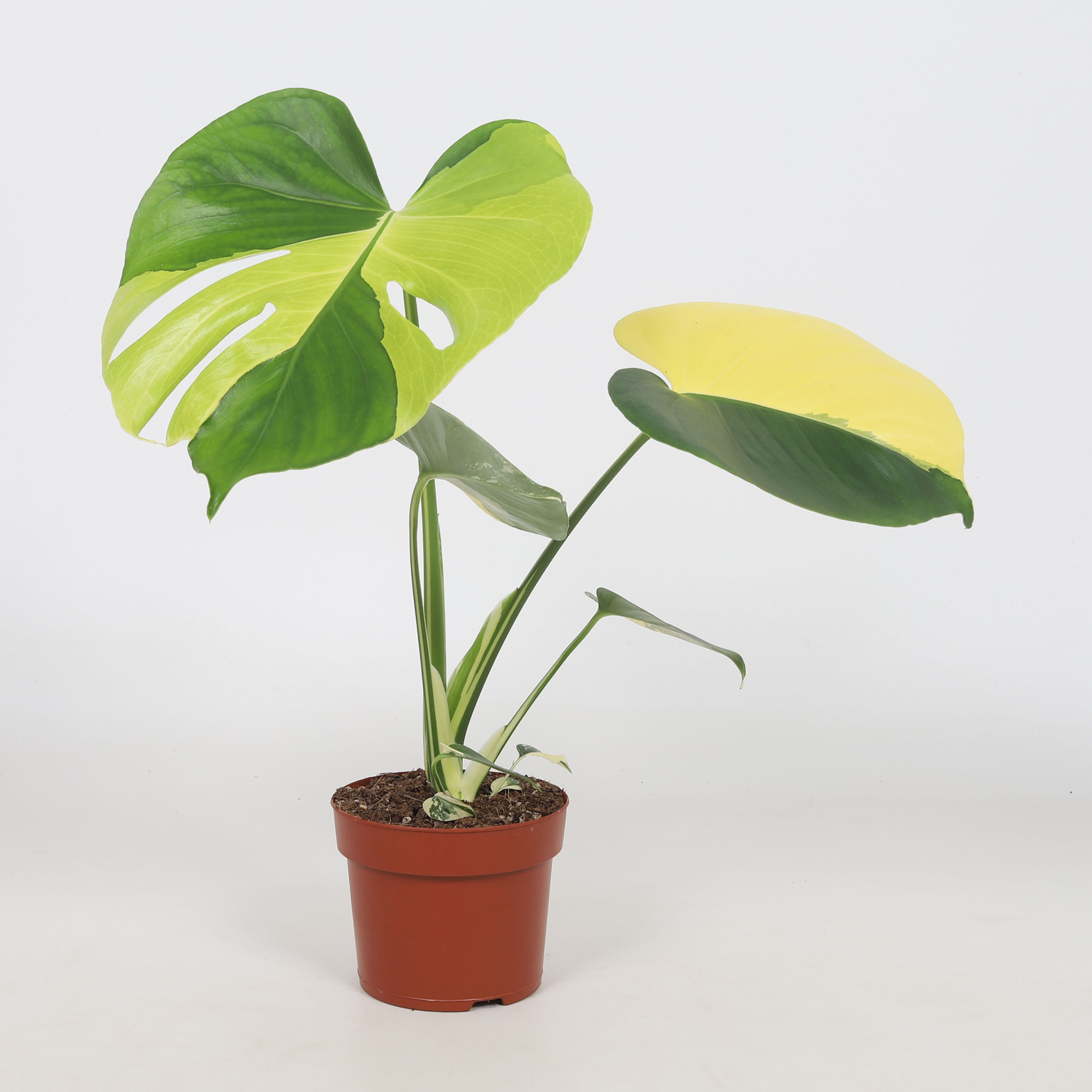 Monstera Aurea 12cm, D 12 cm