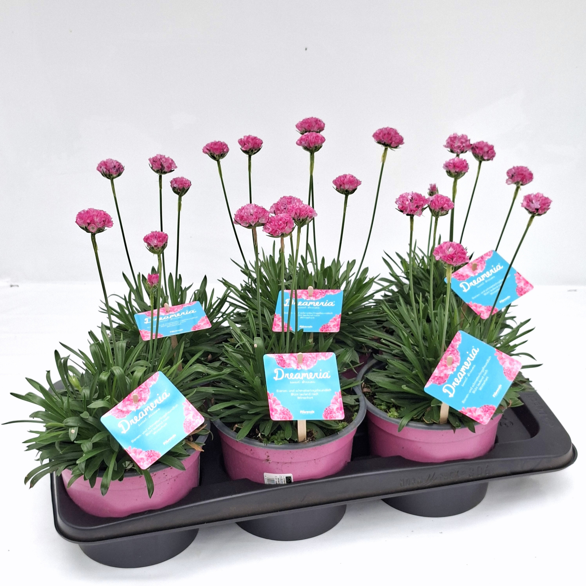 Armeria 'Dreameria XL', D 17