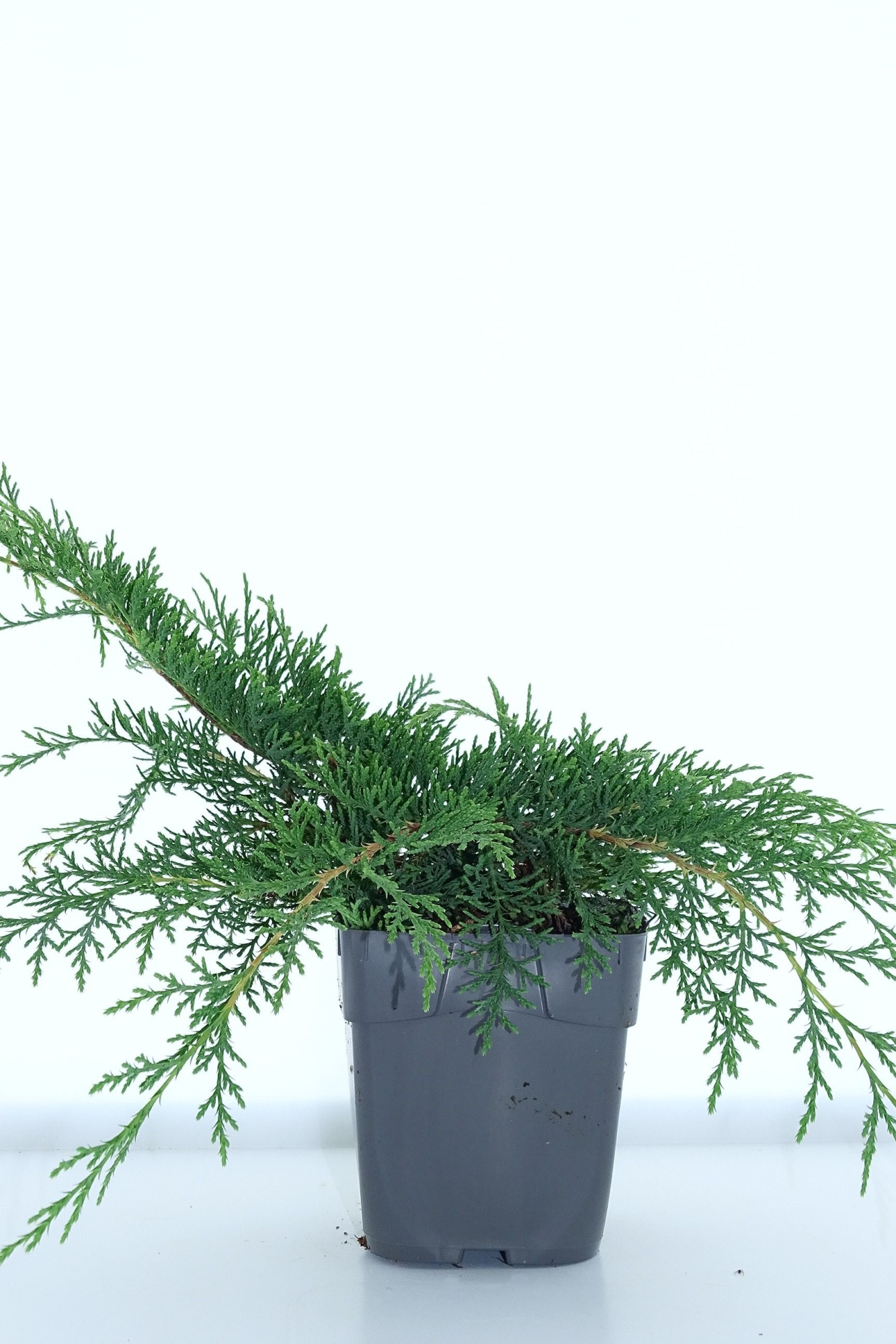 Microbiota decussata, D 12