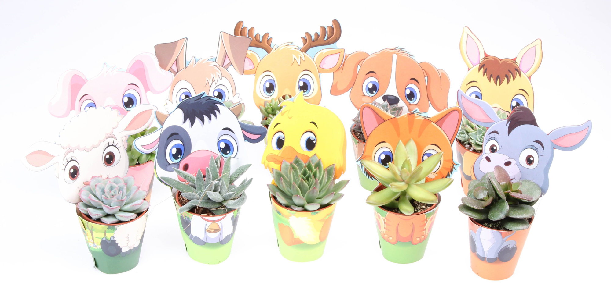 Potcover farm succulent mix, D 5,5 cm