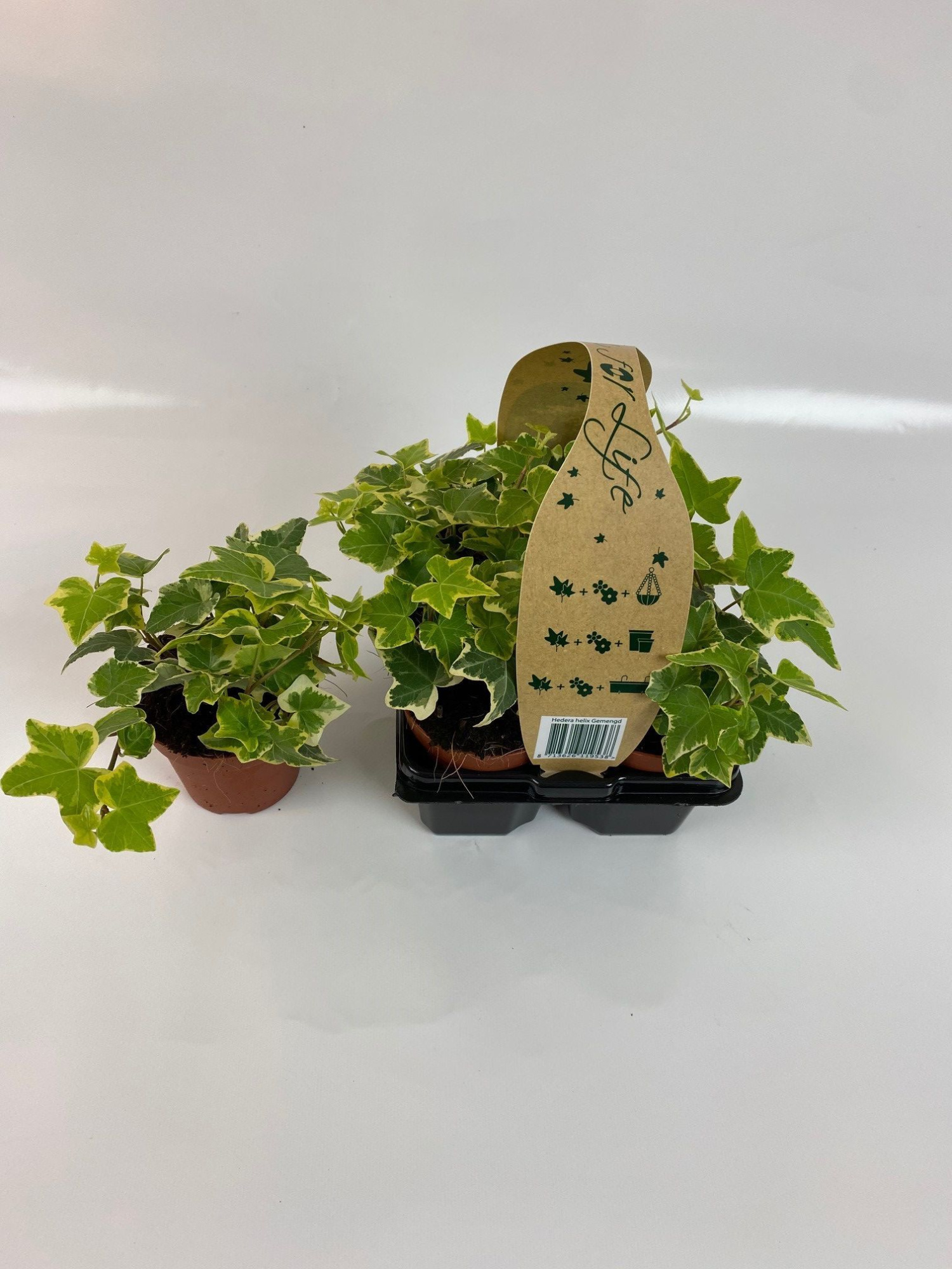 4-Pack Geelbont 8.5, D 9 cm