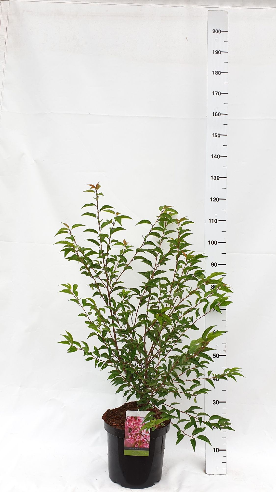Prunus incisa 'Paean', D 30