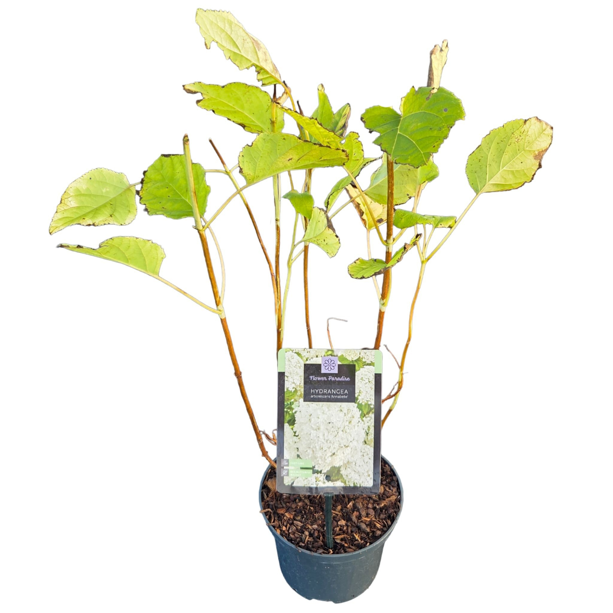 Hydrangea arb. Annabelle, D 17 cm