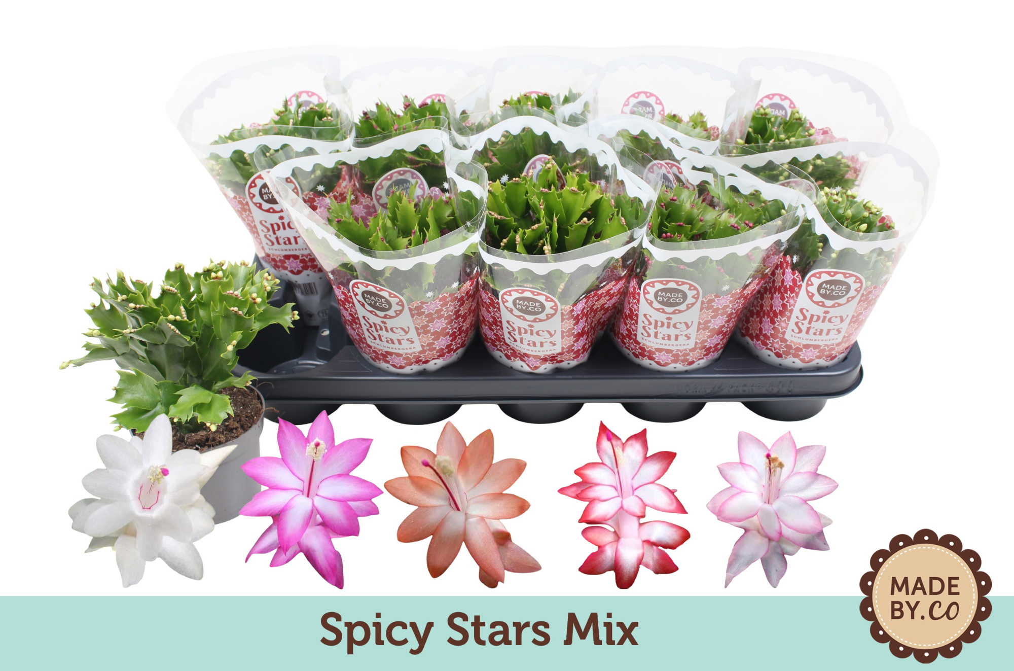 Schlumbergera Spicy Stars Mix 10.5 cm, D 10,5 cm