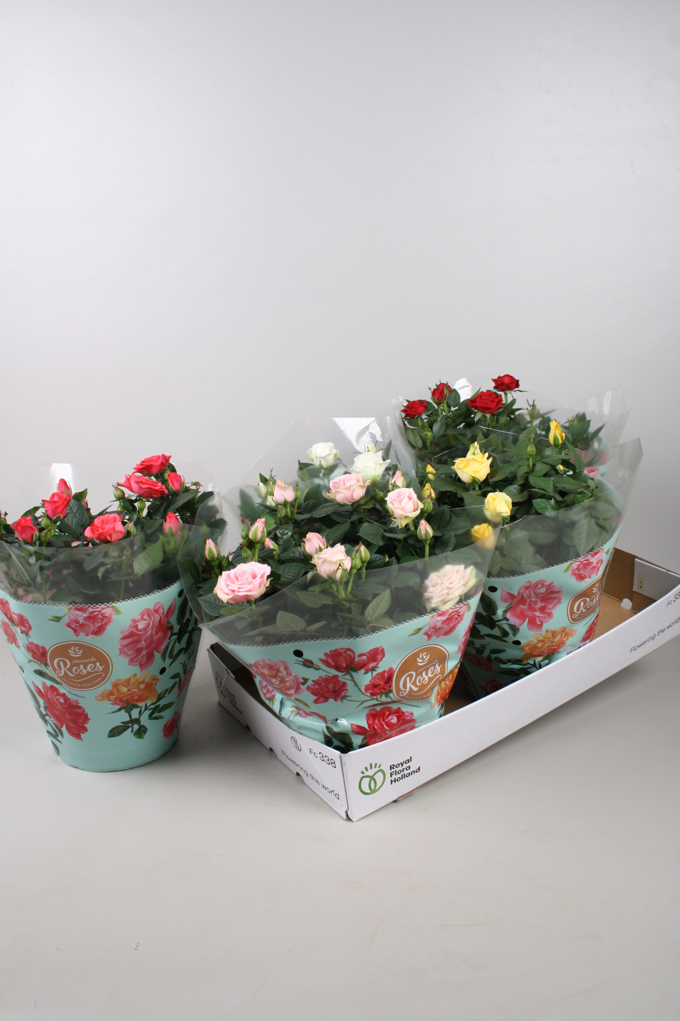 Rosa Favourite Roses mixdoos schaal +seizoenshoes, D 20 cm