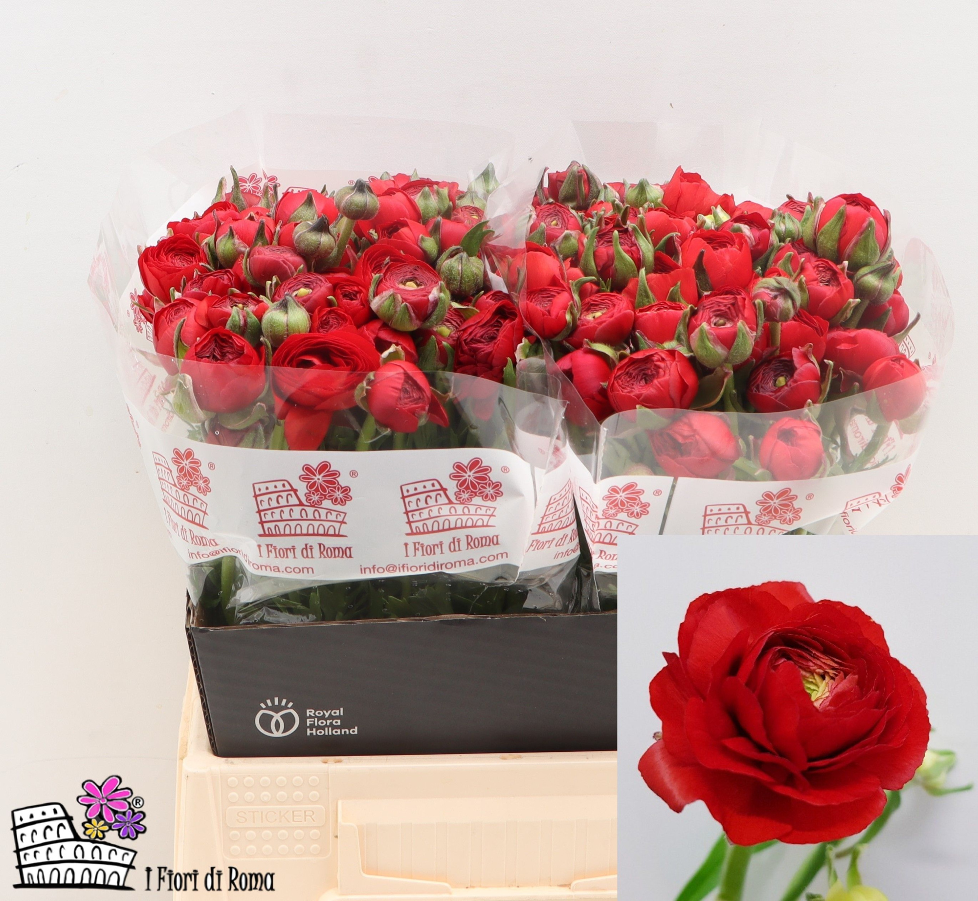 Ранункулус Дольче Вита Рэд 40, шт.