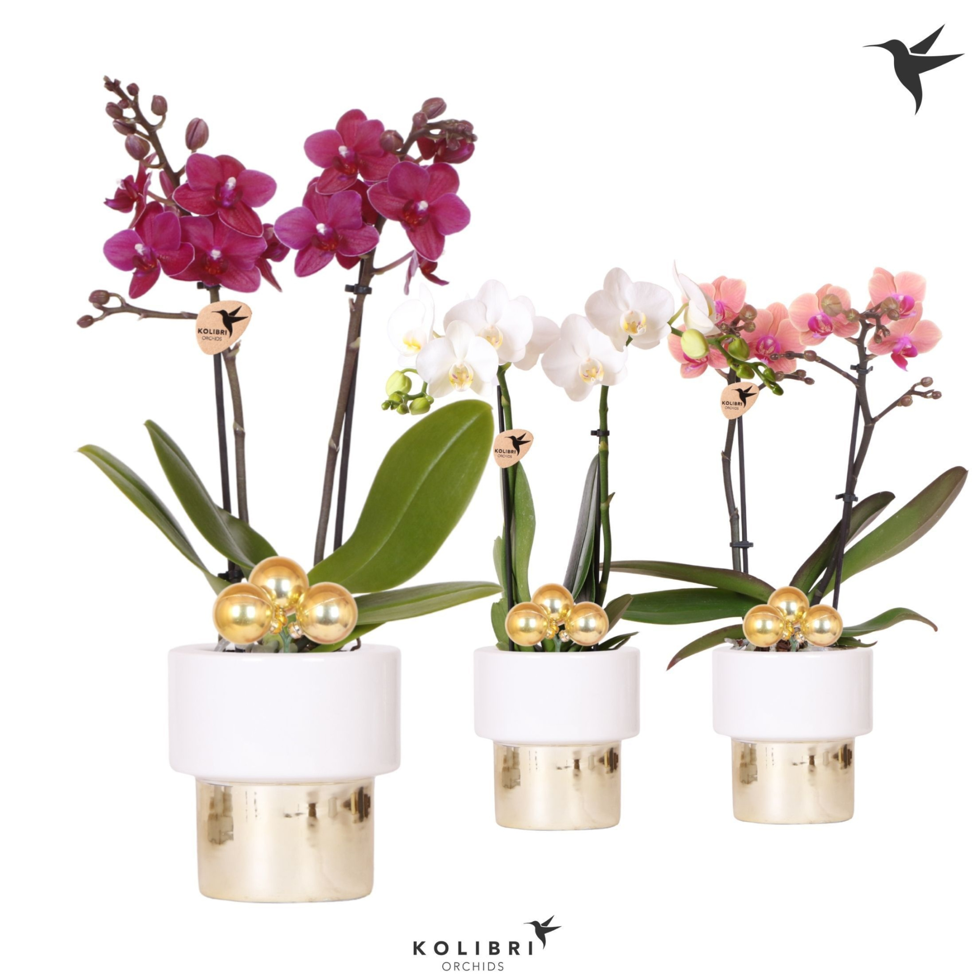 Kolibri Orchids Phalaenopsis mix 2 spike in Lush pot Xmas, D 9