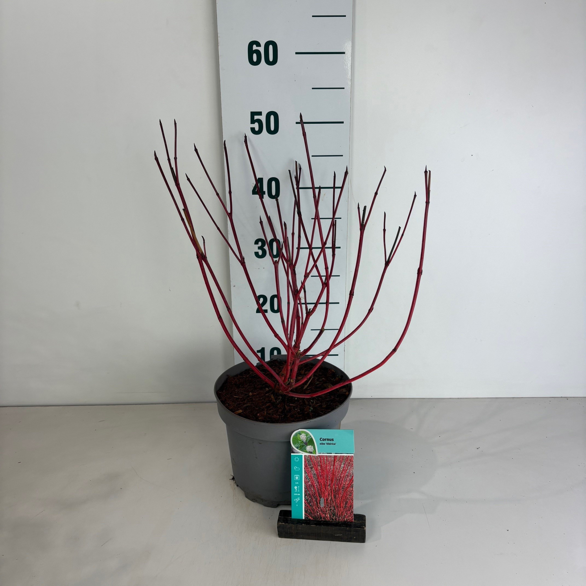 Cornus alba Sibirica, D 20