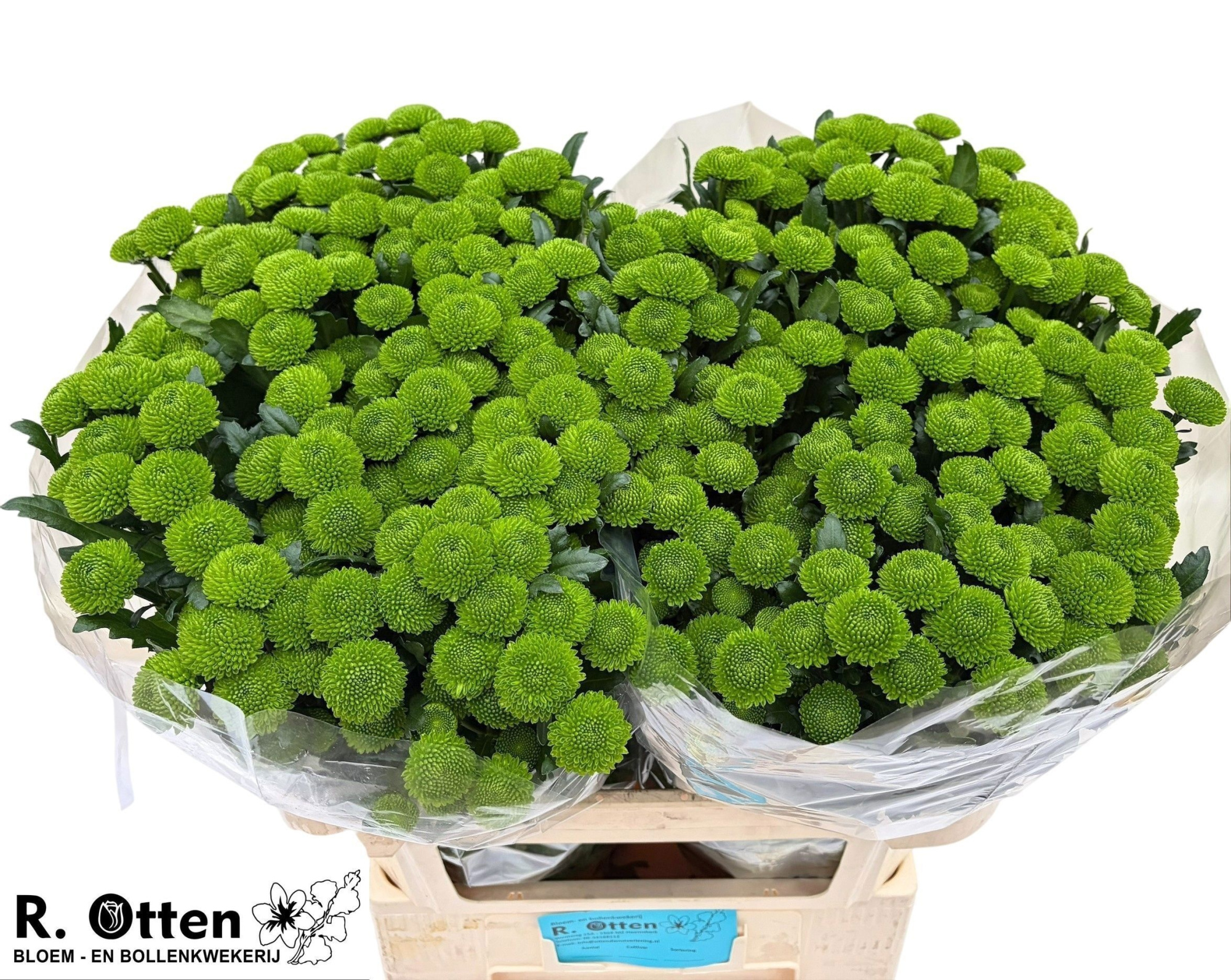 Сантини Лола, шт.