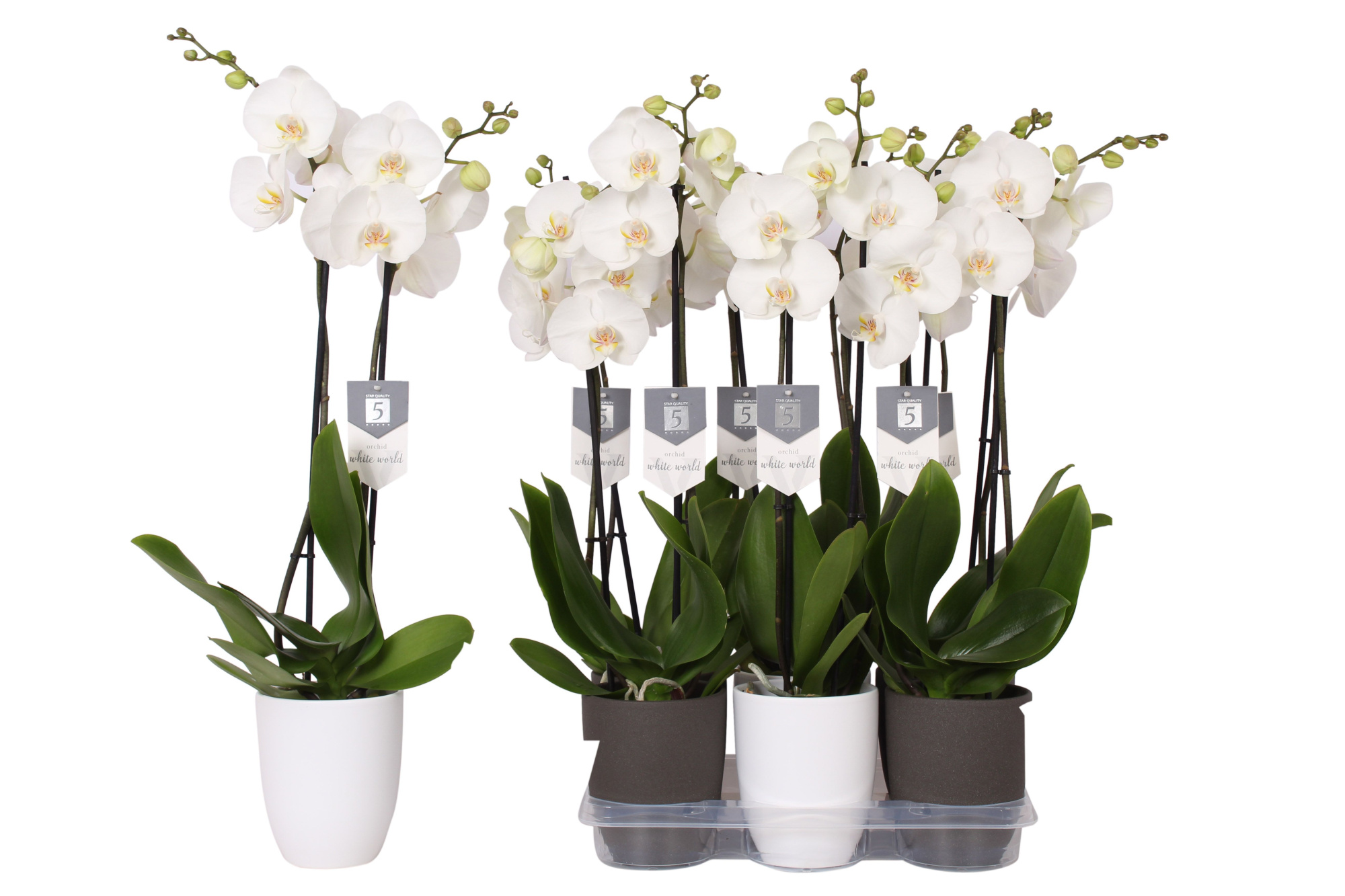 Phalaenopsis White World, 2-spike White and Anthracite Ceramics, D 12 cm
