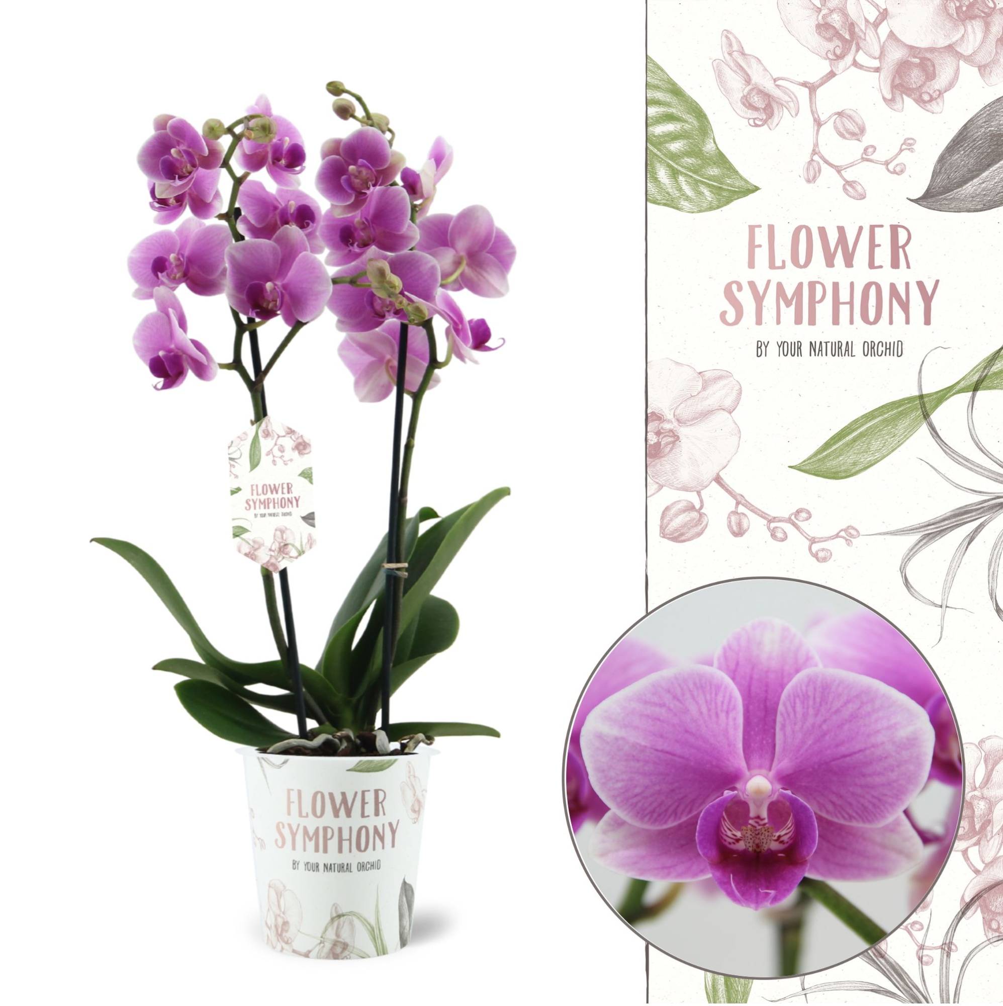 Flower Symphony | Lindau | Phalaenopsis 2 spike, D 12