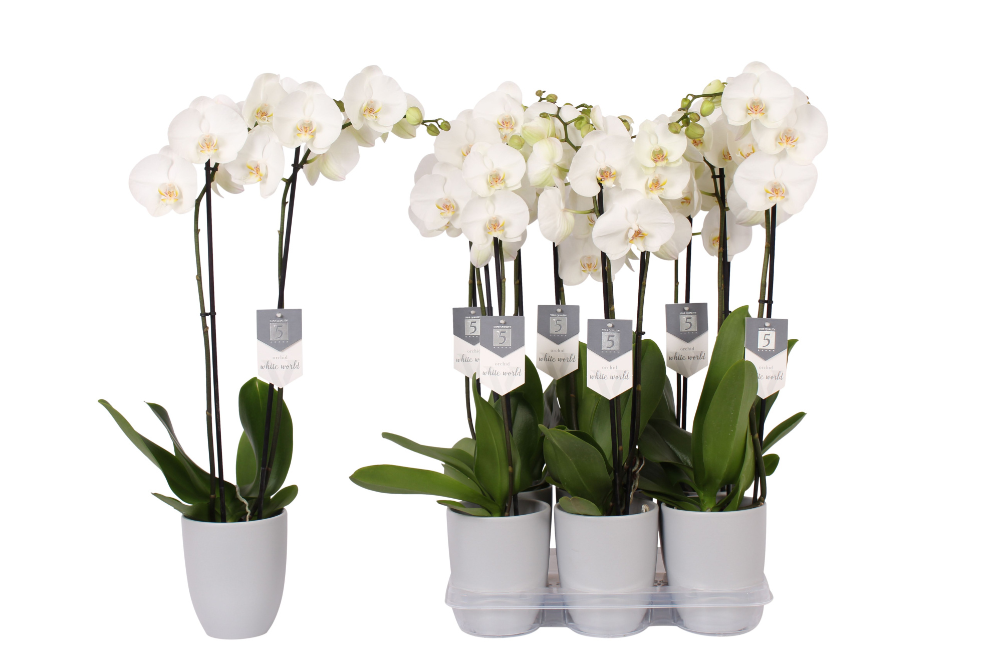Phalaenopsis White World, 2-spike Grey Ceramics, D 12 cm