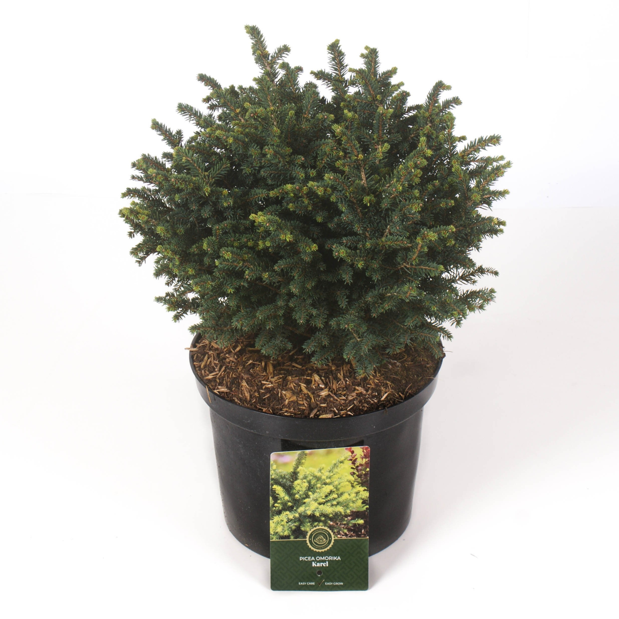 Picea o. 'Karel', D 23 cm