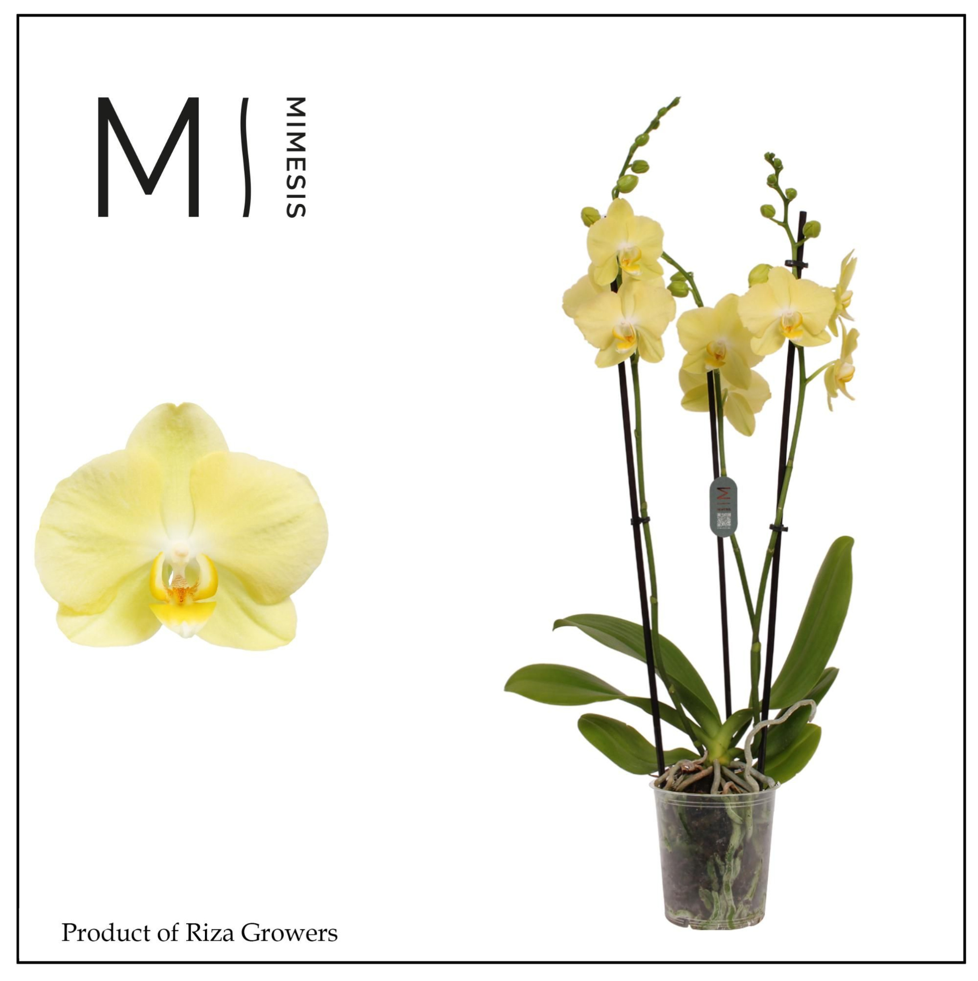 Phalaenopsis Mirage 2 spike - 12cm | Mimesis, D 12 cm