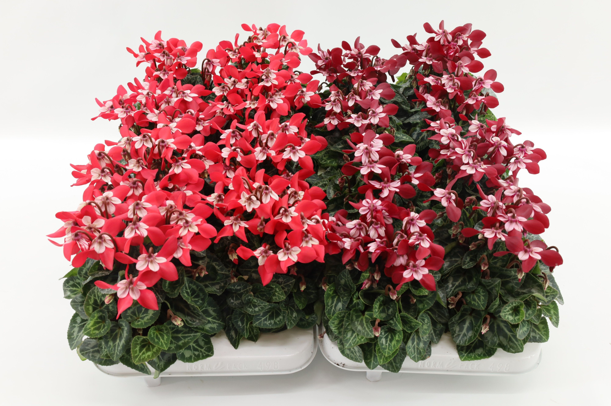 Cyclaam Djix Mixlayer, D 10,5 cm