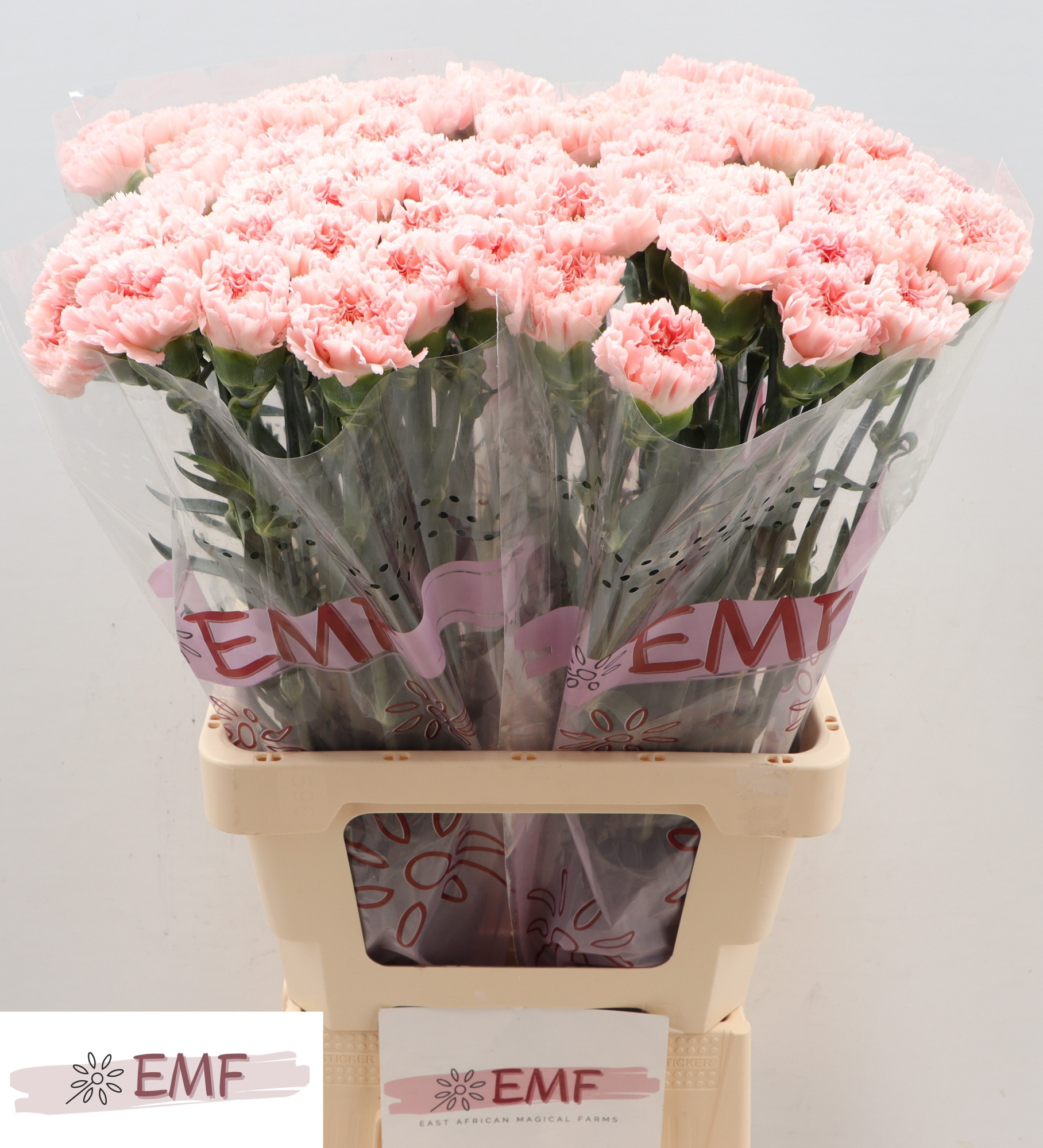 Диантус од. Джоди (роз.), шт.