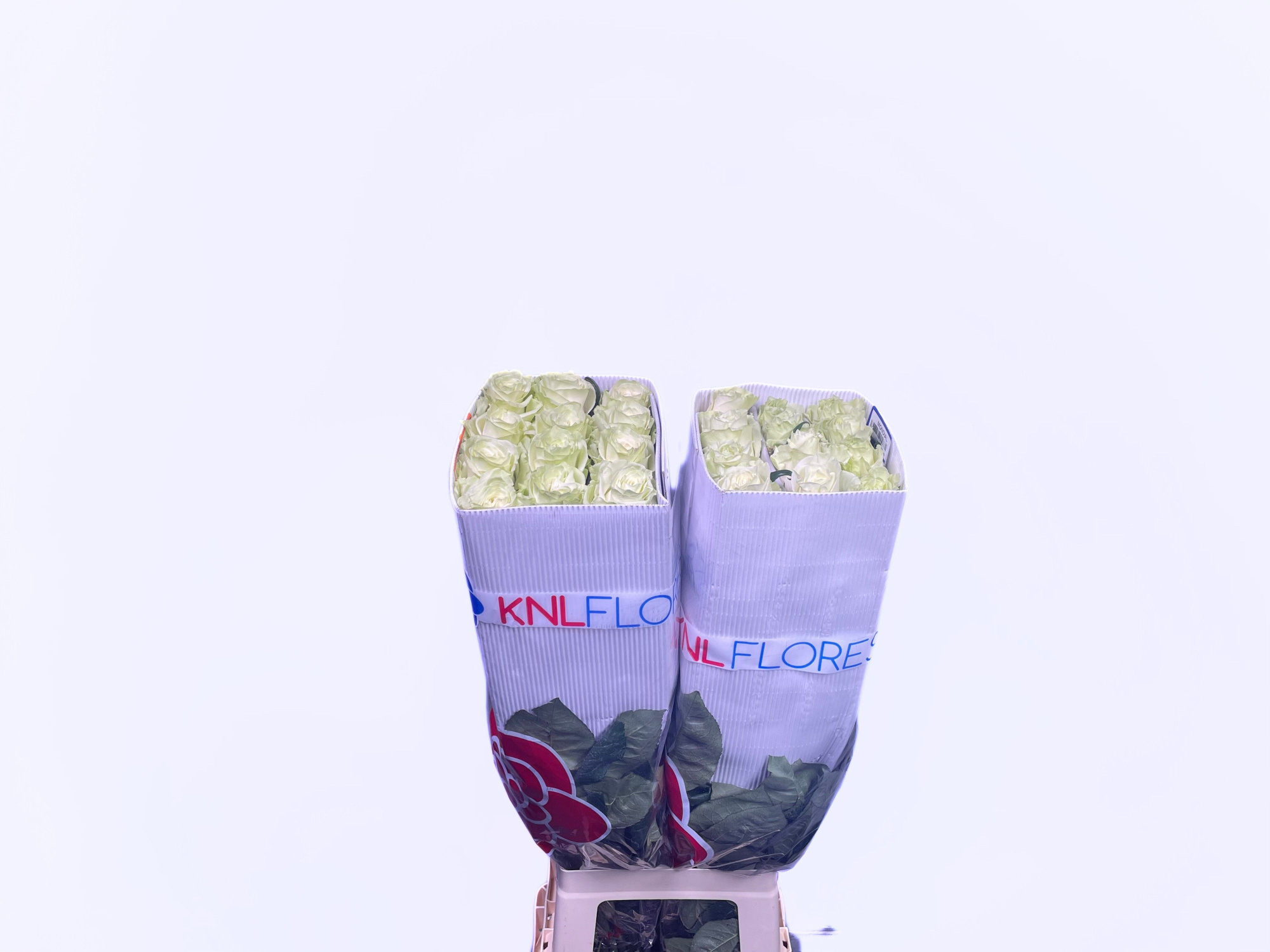 Роза од. Мондиаль 80 (бел.), шт.