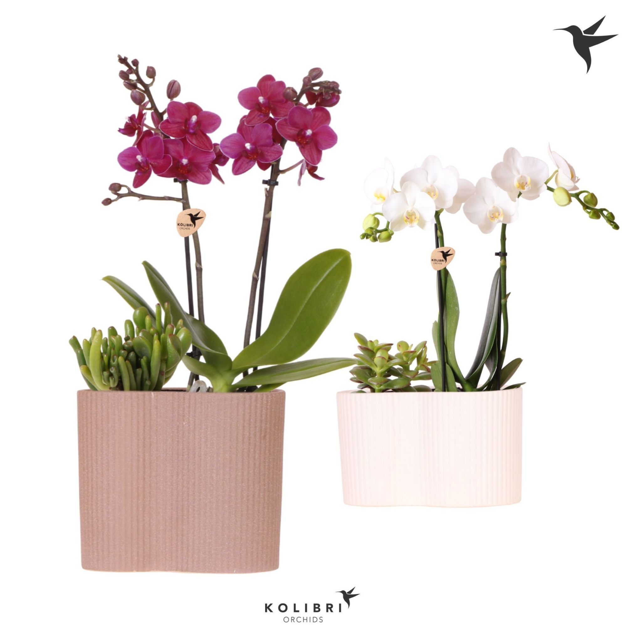 Kolibri Orchids Phalaenopsis Mix 2 spike and Succulent in Gili twin, D 18