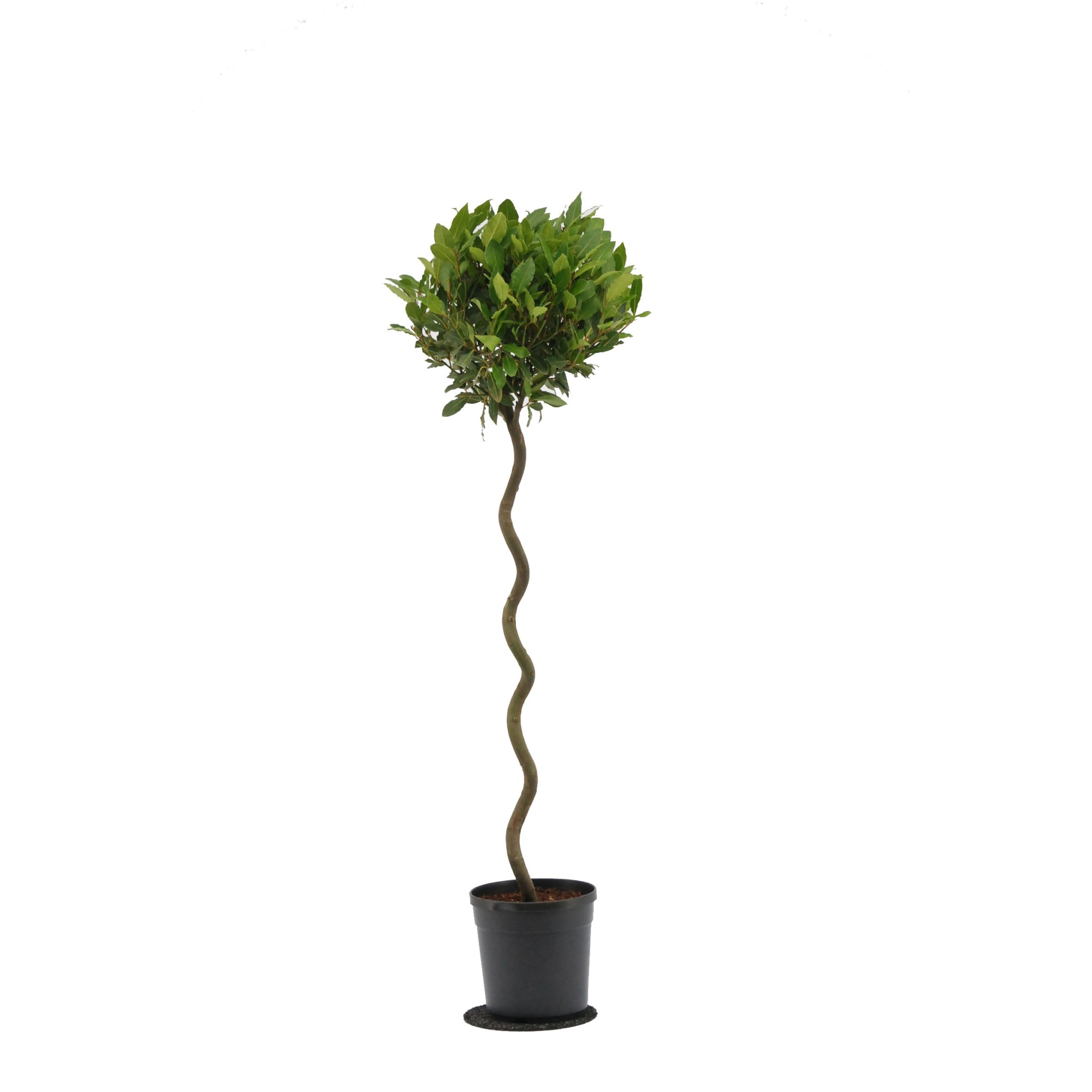 Laurus nobilis Spiraal stam, D 20 cm