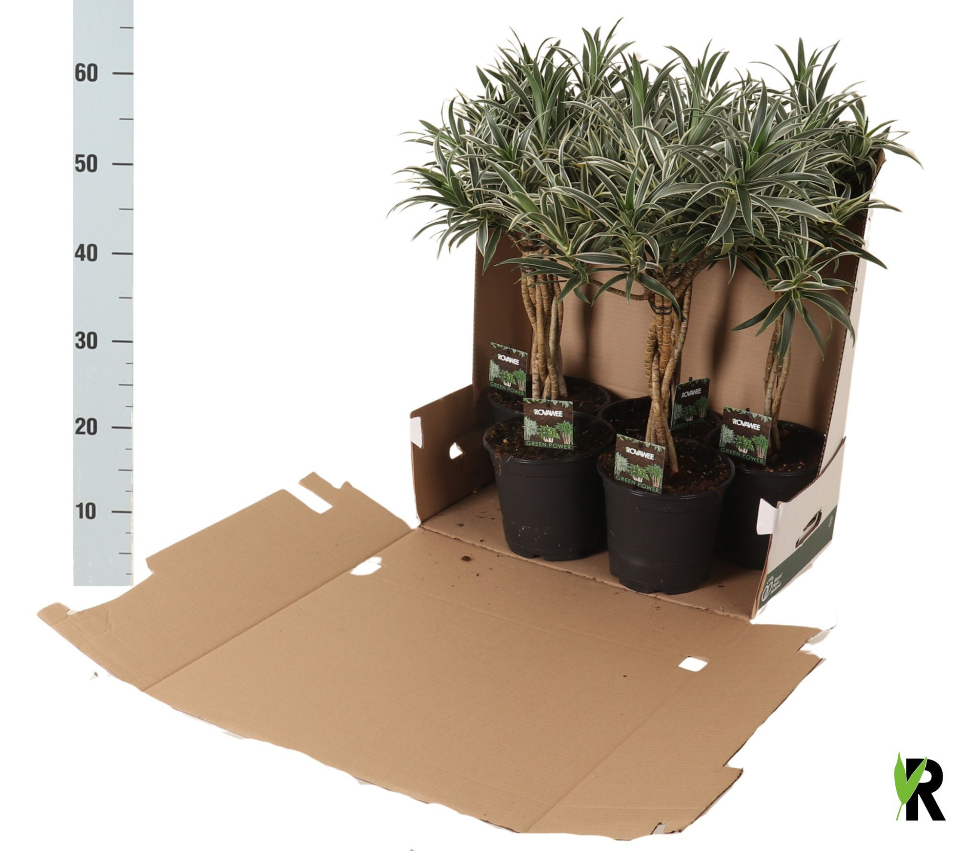 Dracaena reflexa Valentina gevlochten stam, D 19 cm