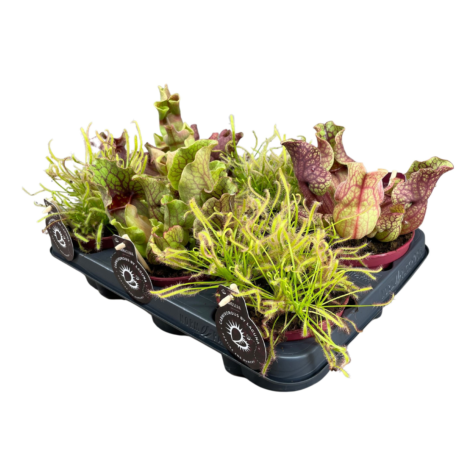 Vleesetende planten mix | 3 Sarracenia , 3 Drosera Capensis, D 12 cm
