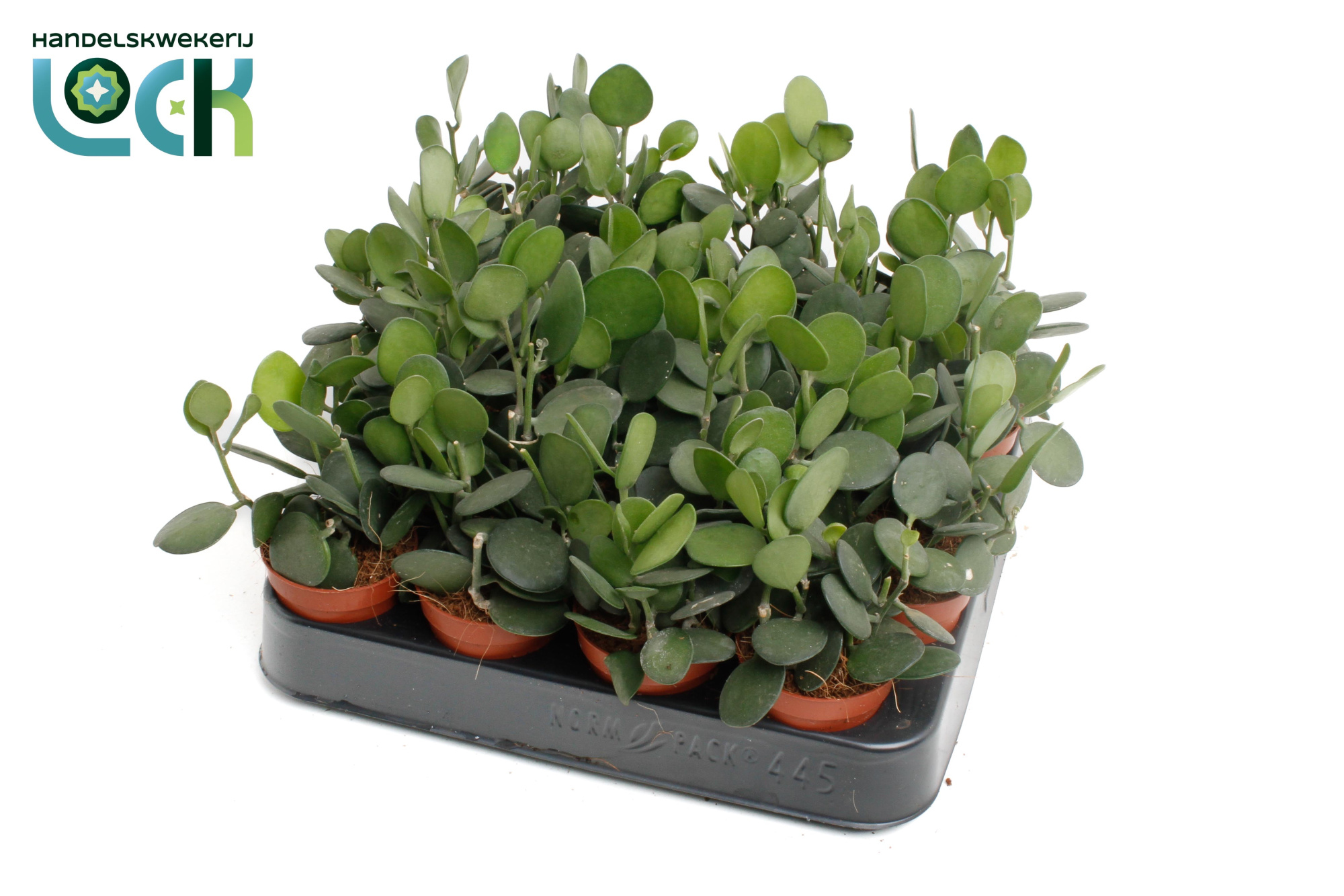 Xerosicyos danguyi (Silver Dollar), D 5,5 cm