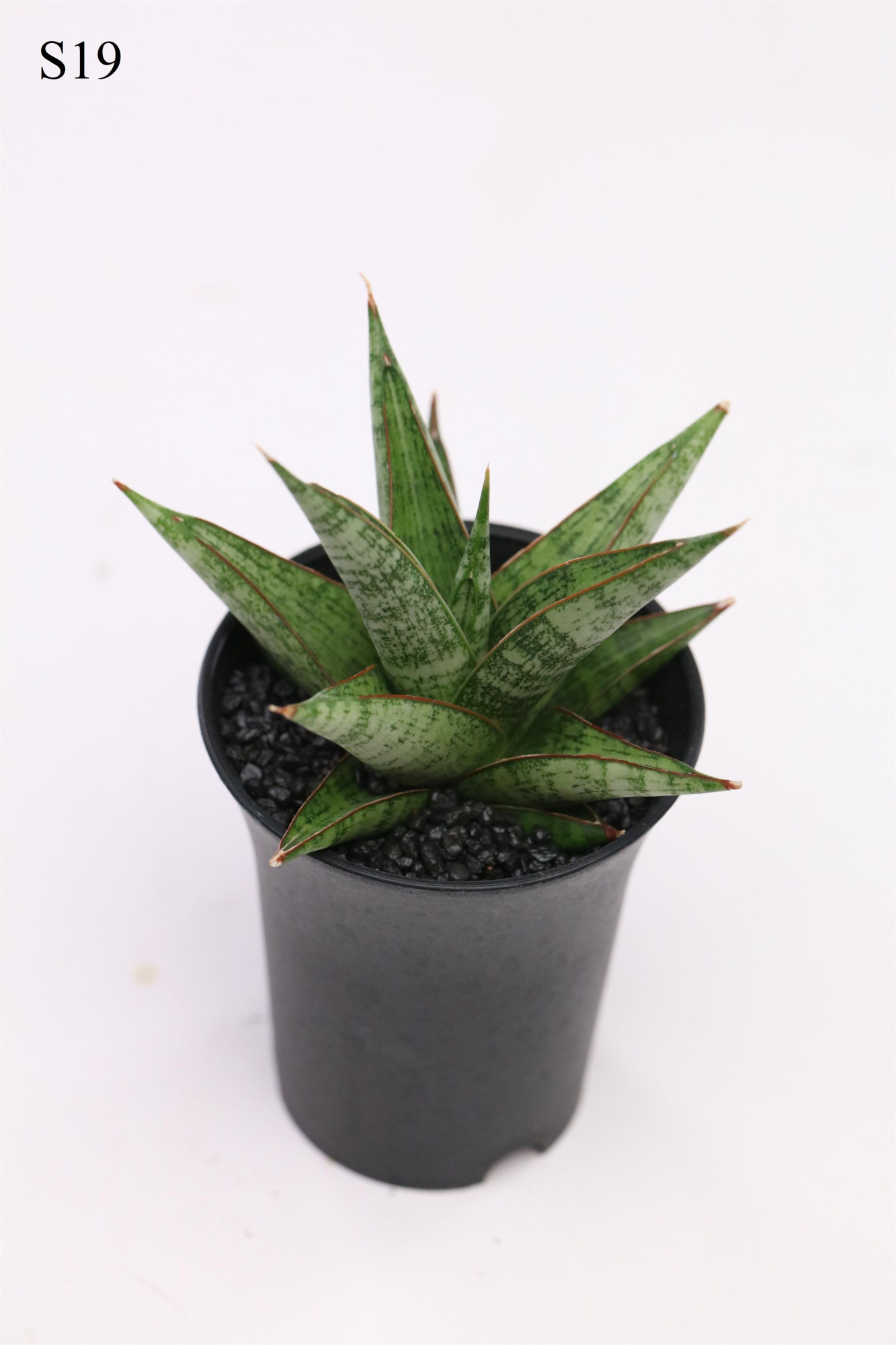 Sansevieria Comet Canoe No. 2 in sierpot, D 7,5 cm