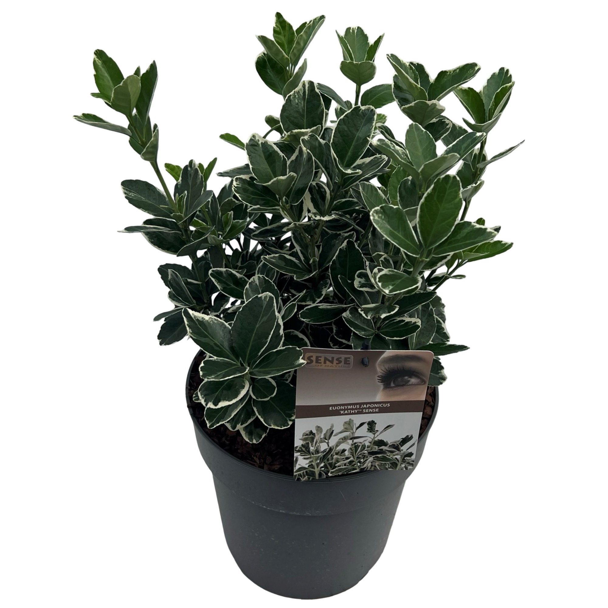 Euonymus jap. 'Kathy' sense, D 23