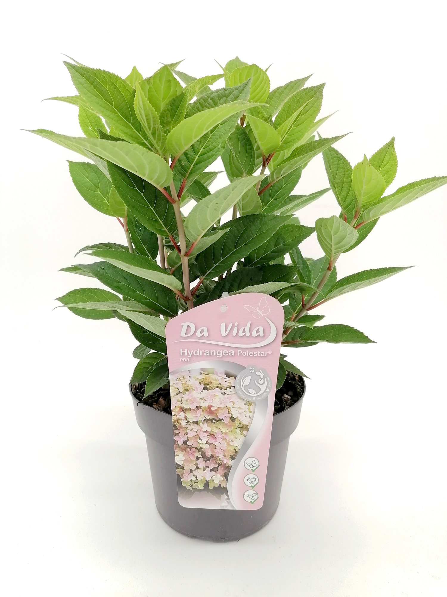 Hydrangea Polestar, D 19 cm