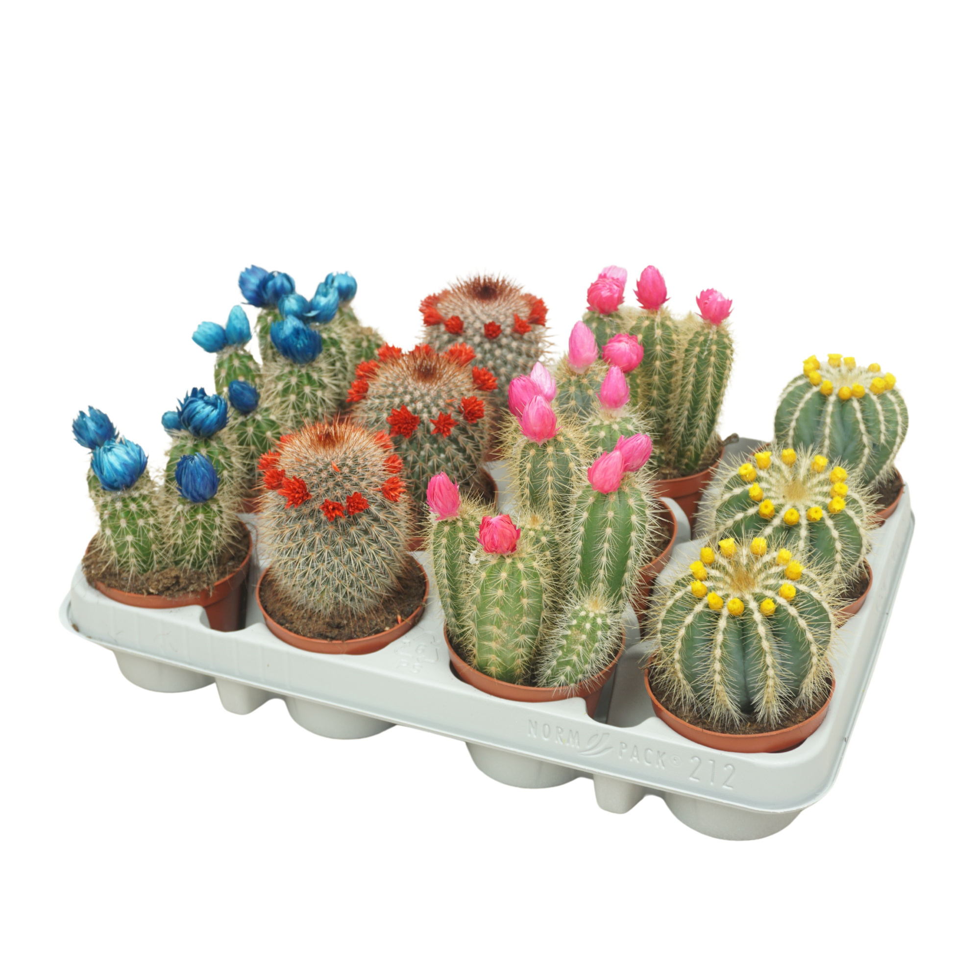 PD mix Cactus 8,5 cm met strobloem in 212 fust, D 8,5 cm