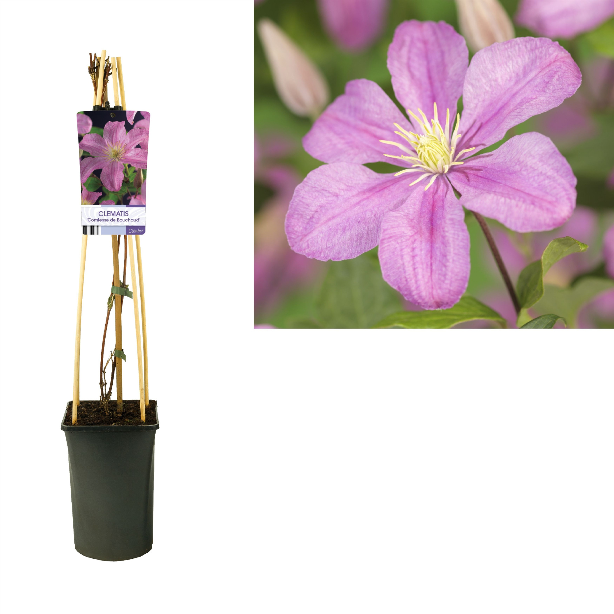 Clematis 'Comtesse de Bouchaud' +light label, D 17 cm