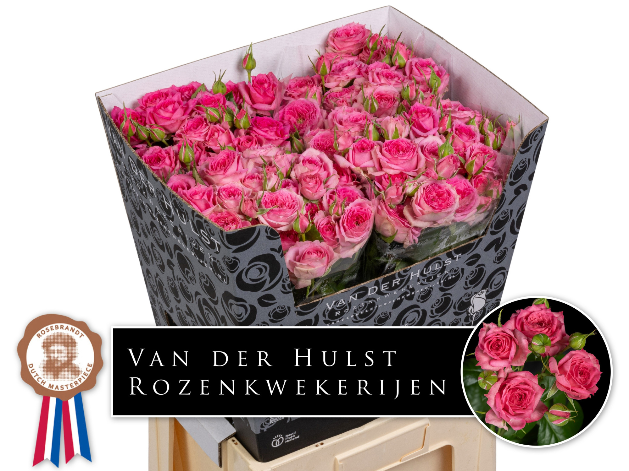 Роза куст. Пинк Дайменшн 70, шт.