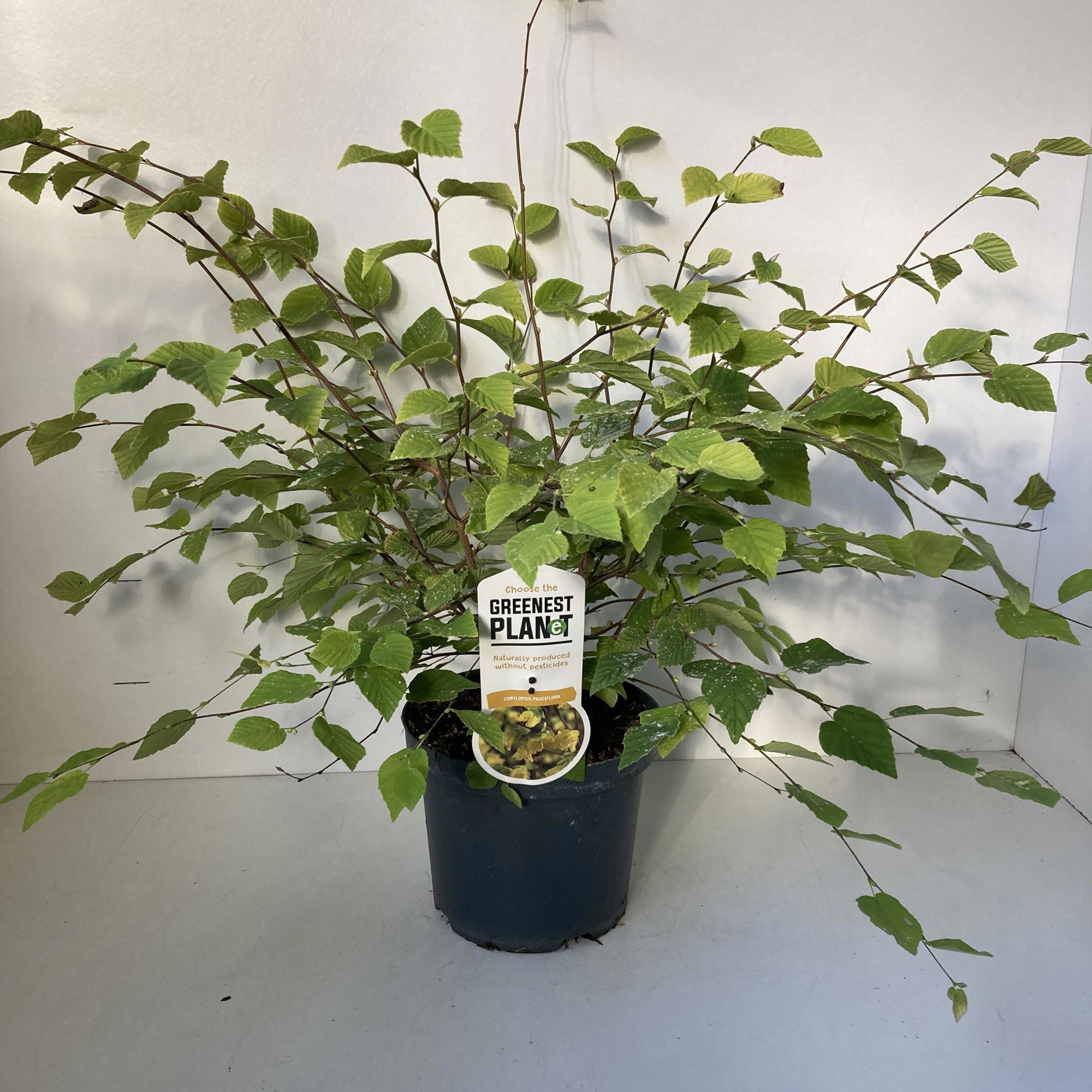 Corylopsis pauciflora, D 19 cm