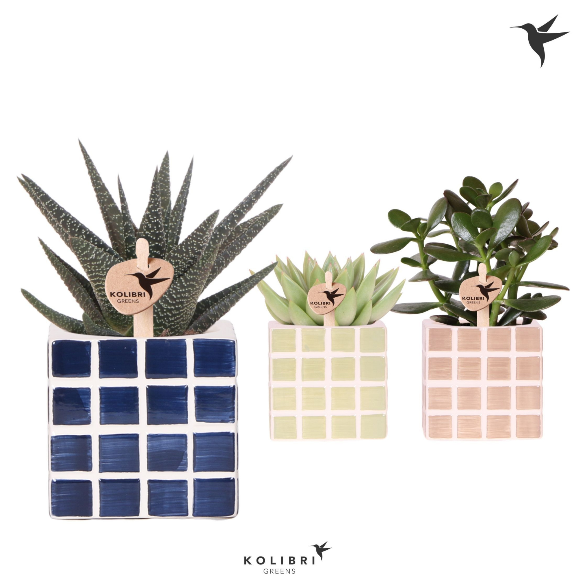 Kolibri Greens Succulenten mix in Mosa pot blue mix, D 9 cm