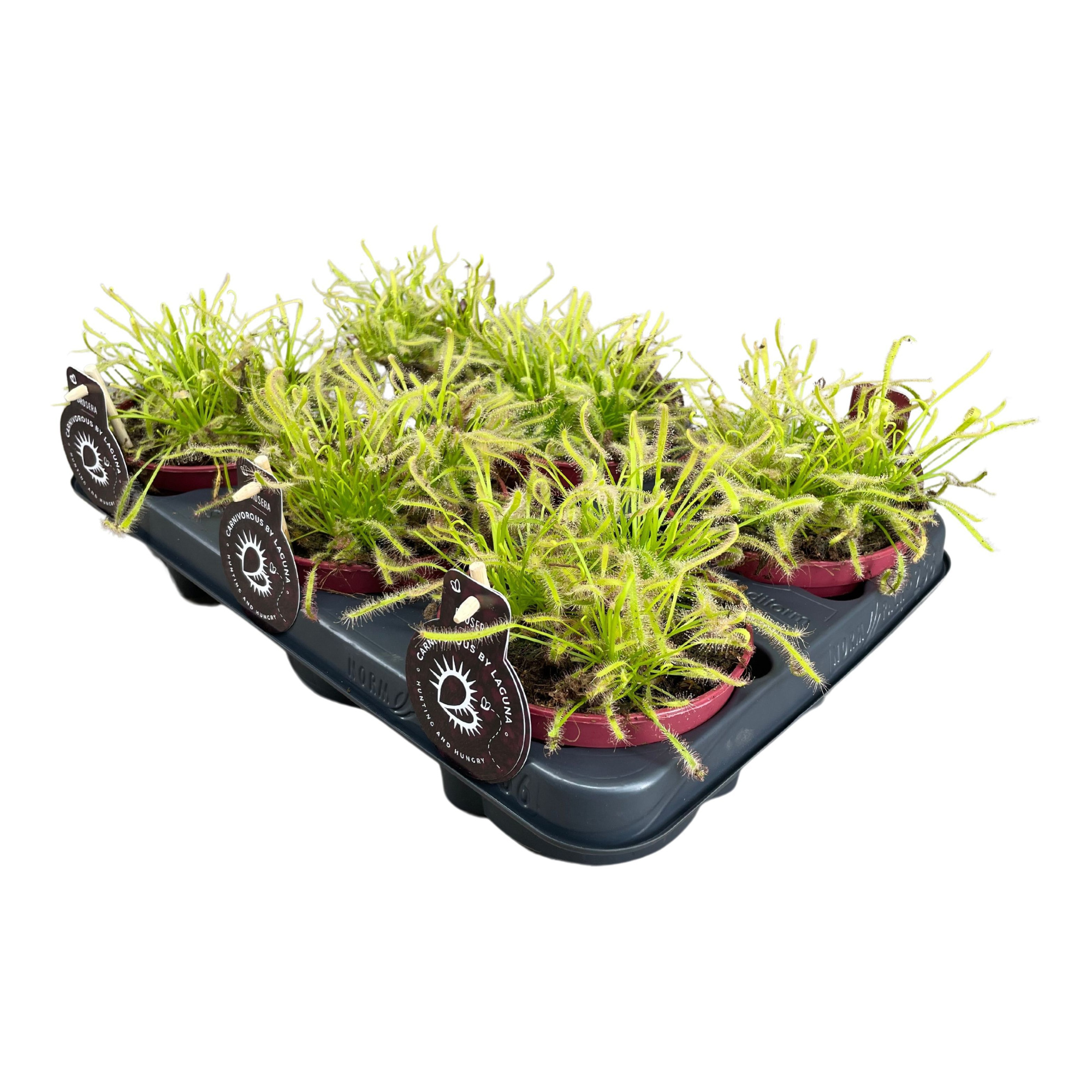 Drosera Capensis 12 cm wit, D 12 cm