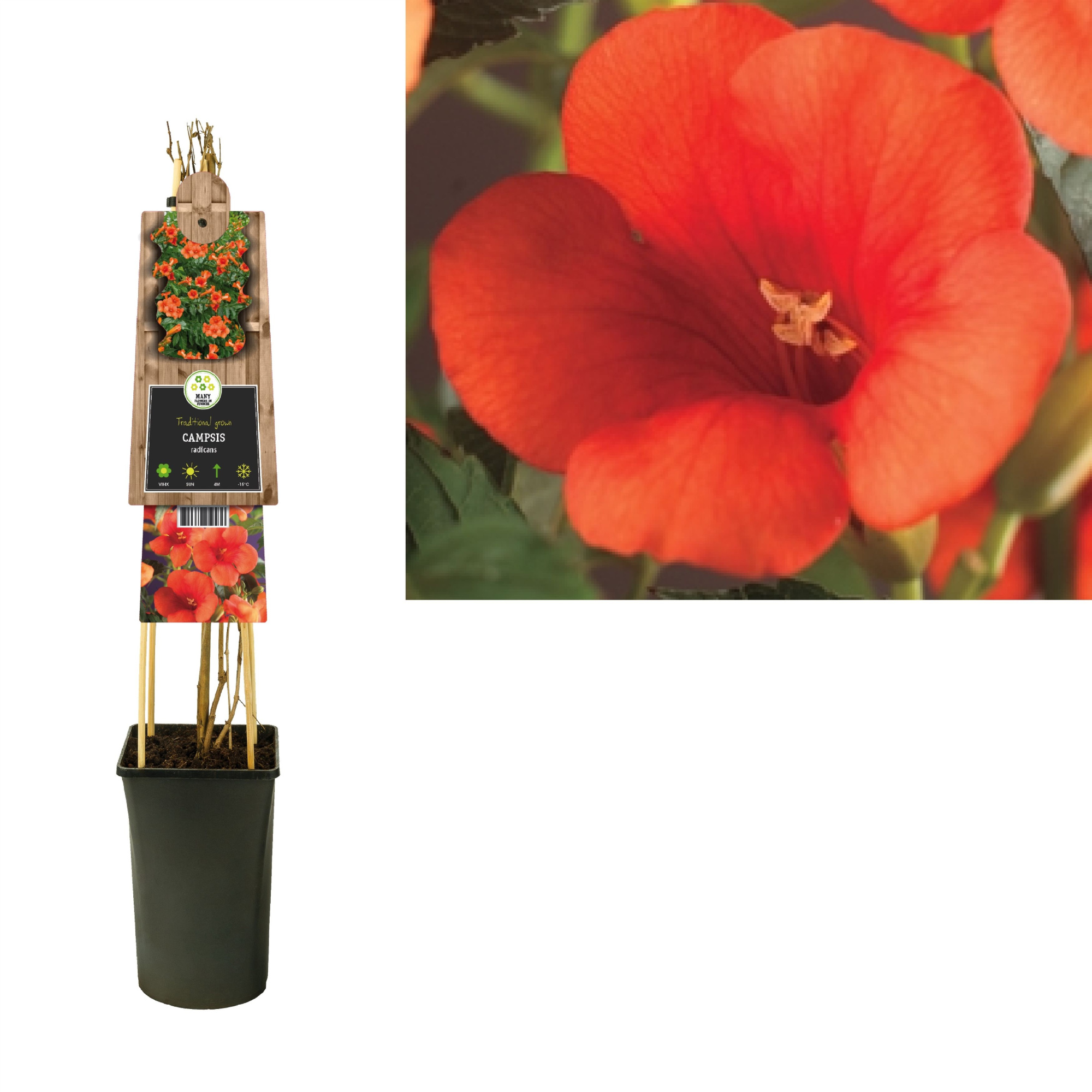 Campsis radicans +3.0 label, D 17 cm