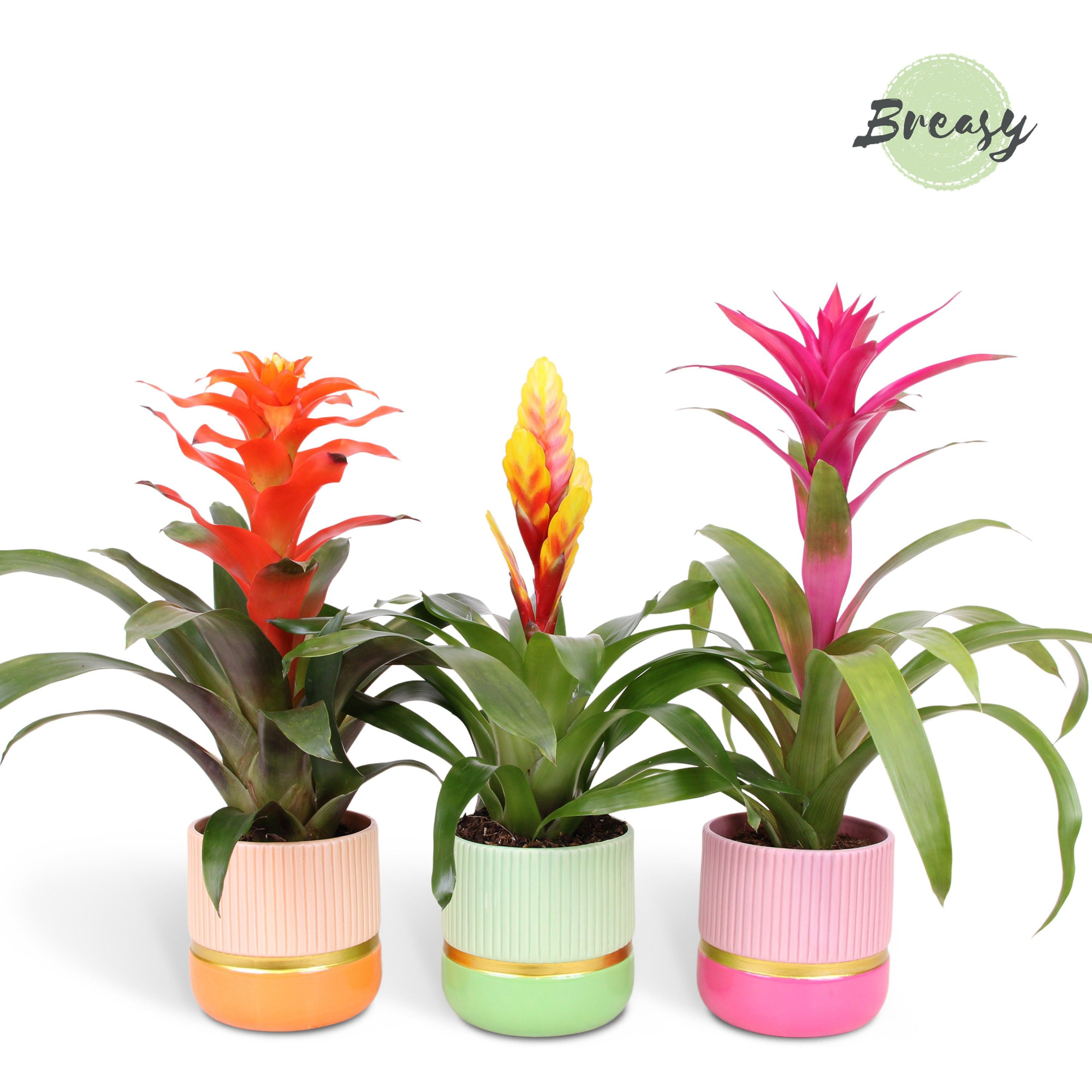 Bromelia Happy - 12cm in Jamaica | Mimesis, D 12 cm