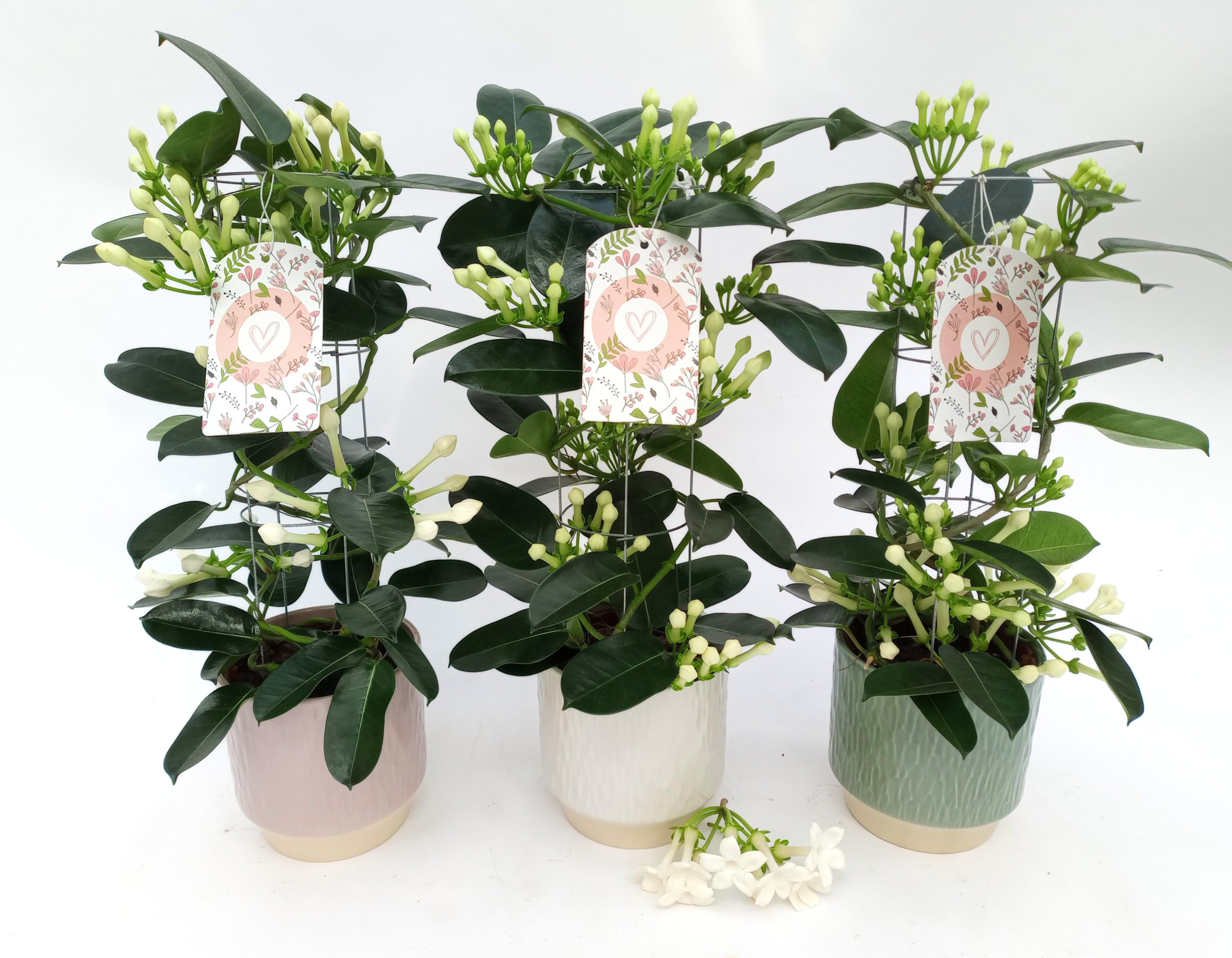 Steph. Luxe Tower 6-9 Ker. Luna 3 kl + label, D 12