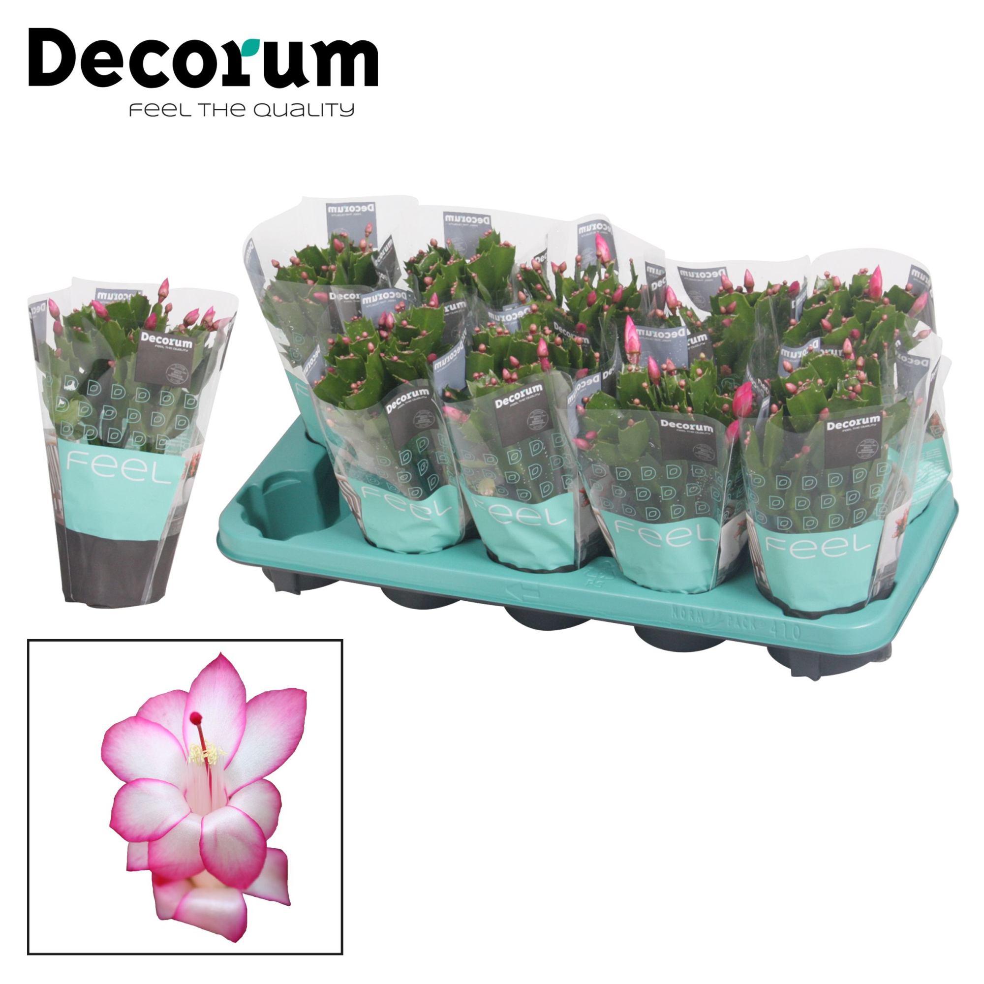Schlumbergera - 10,5 cm - Purple (Purple Dancer) met hoes - Deco, D 10,5