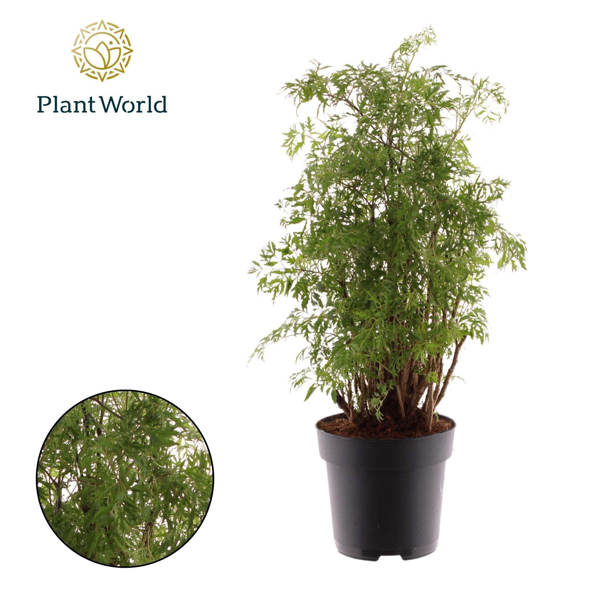 Polyscias Hawaiiana Ming vertakt, D 17 cm