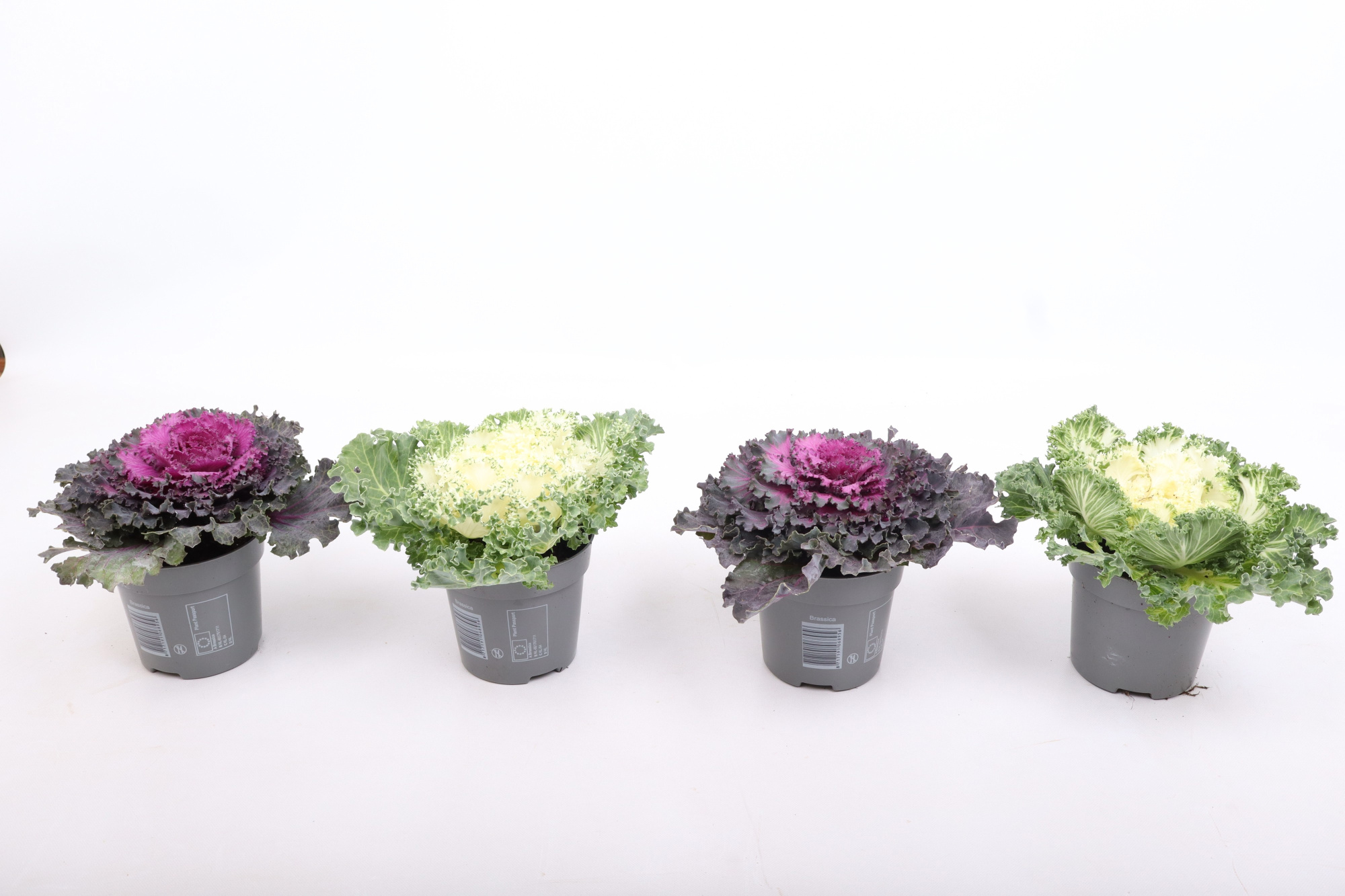 Brassica mixtray 10,5 cm, D 10,5 cm