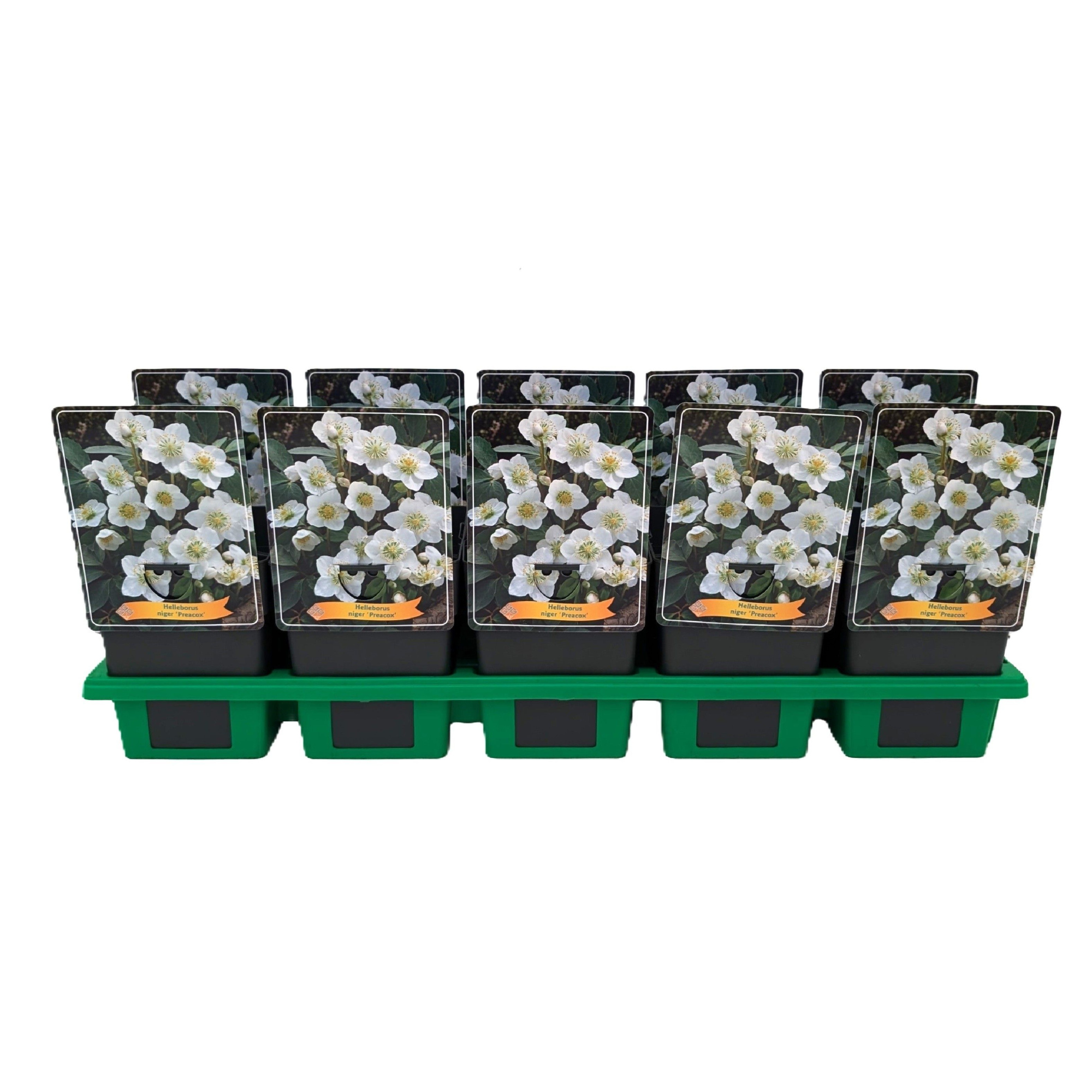 Helleborus Niger Praecox P11, D 11 cm
