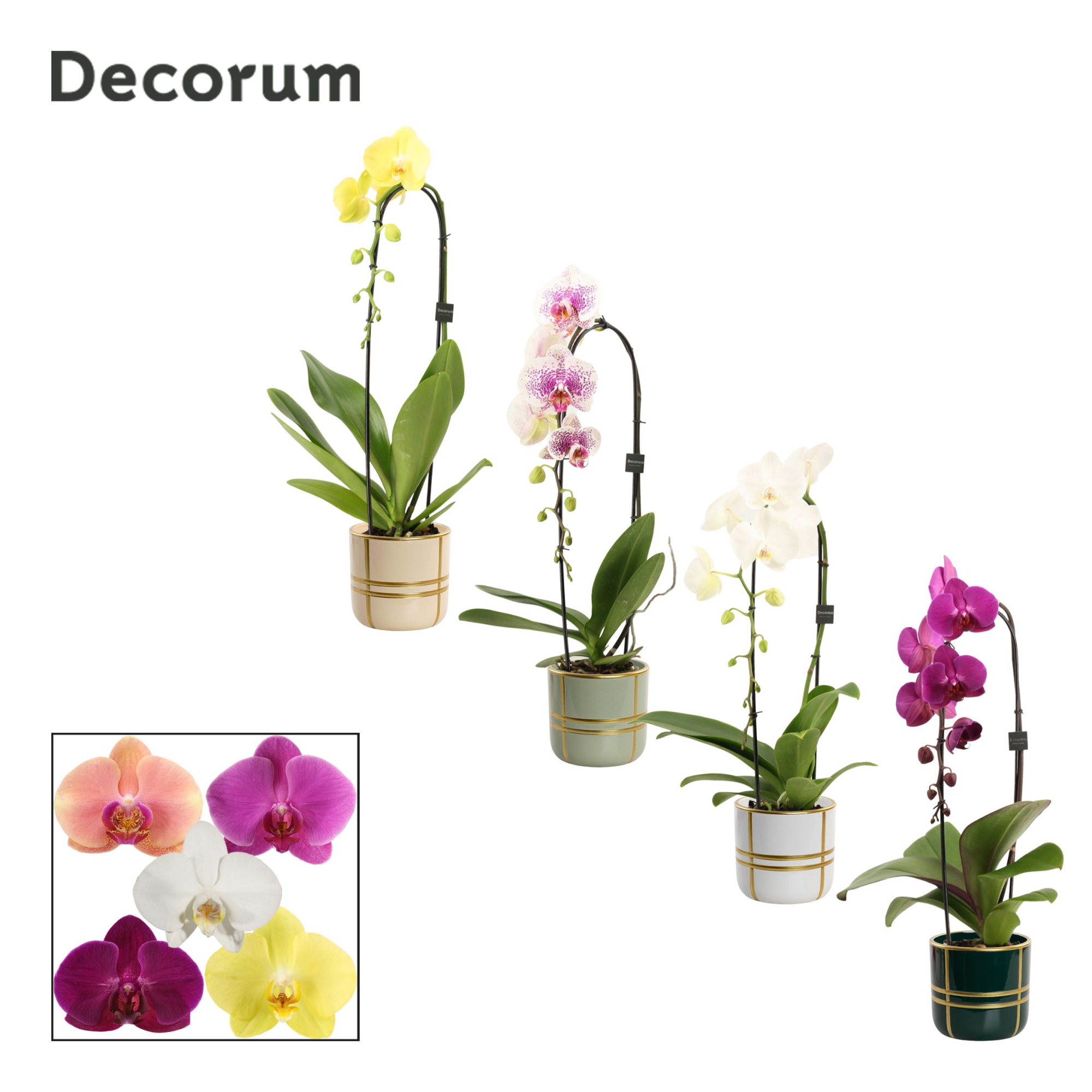 Phalaenopsis cascade 1 tak mix in Lauri (Top blend-collection), D 12 cm