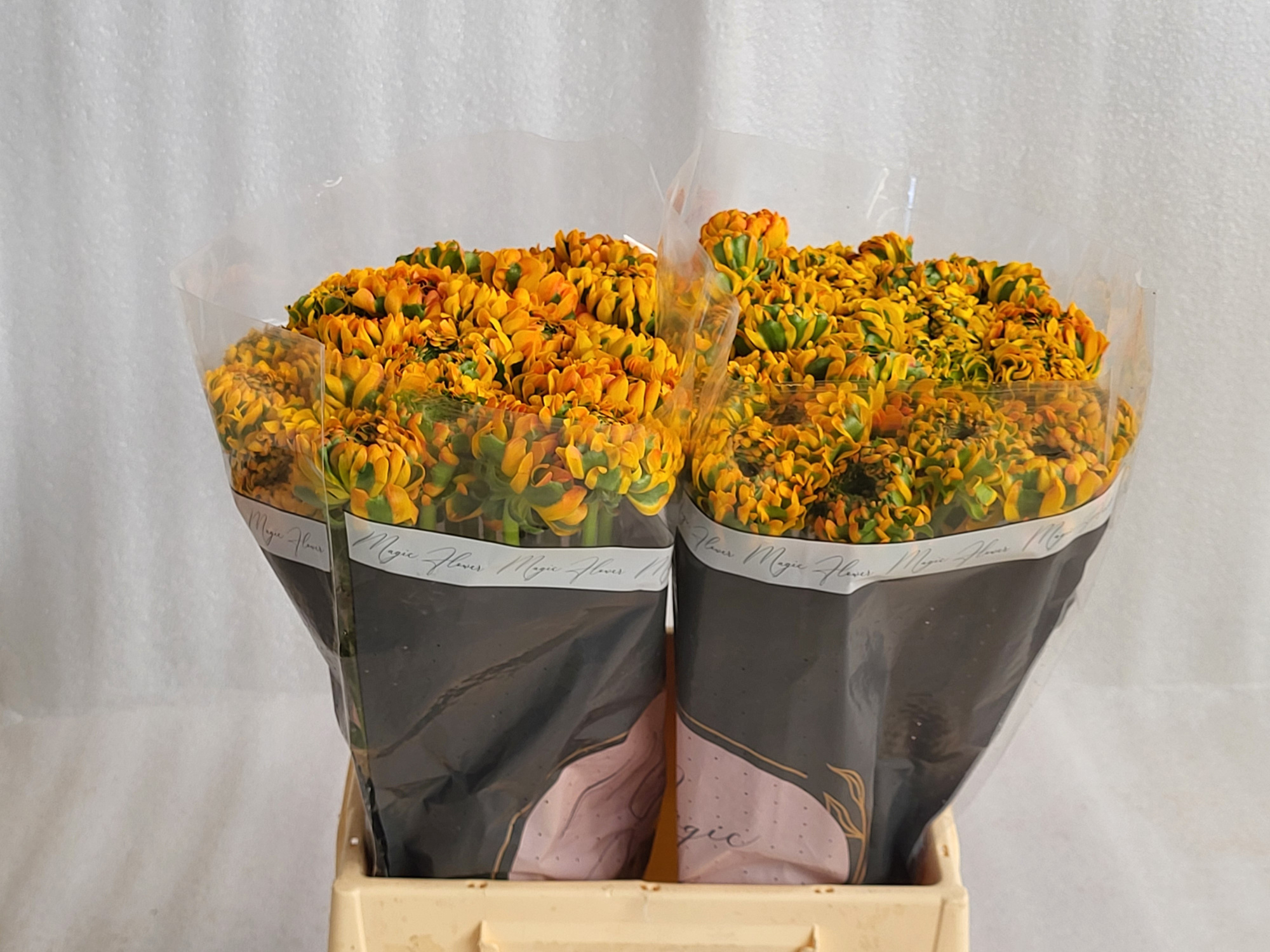 Ранункулус Пон Пон Мерлино 45, шт.