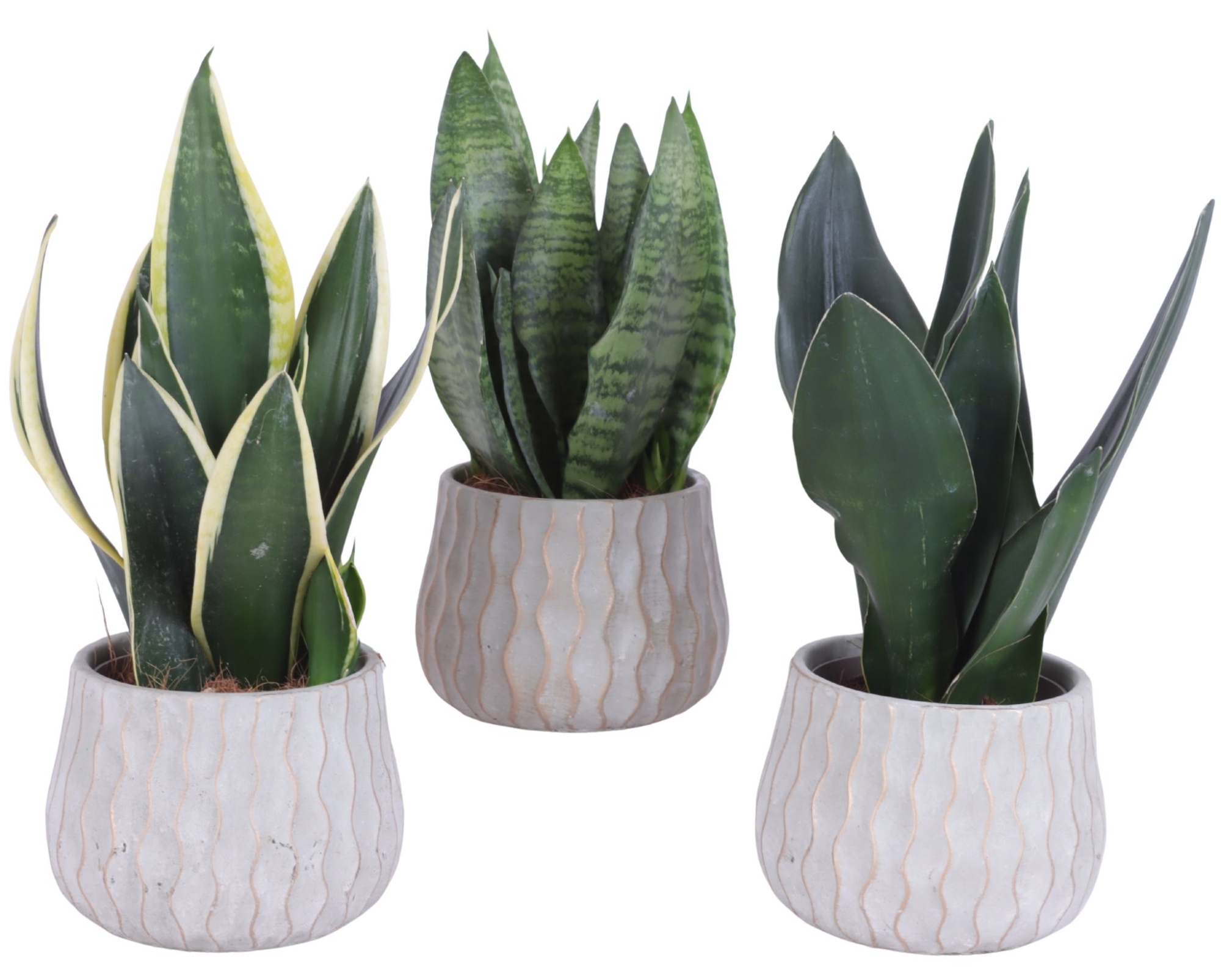 Sansevieria mix Ø12cm in Ø16cm Ceramic PL569, D 16
